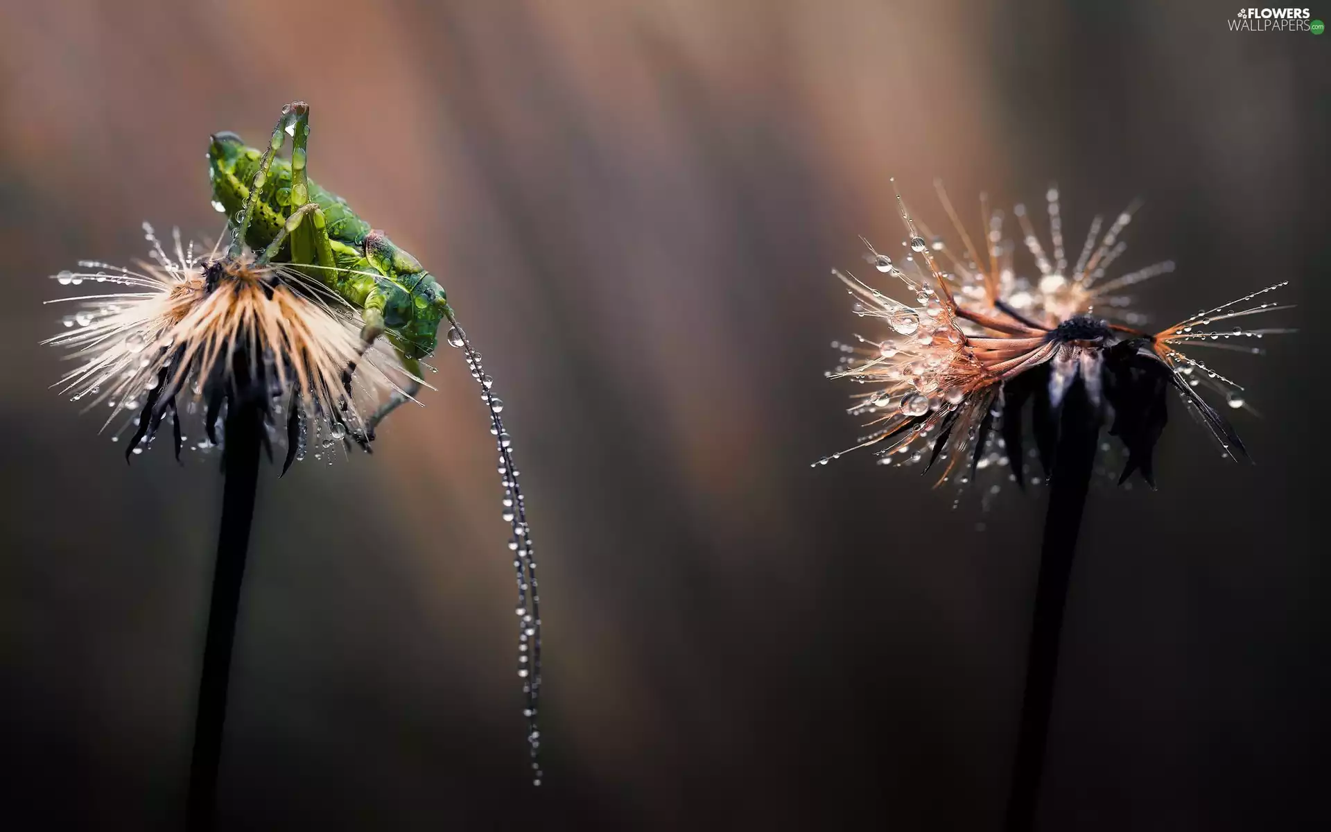 grasshopper, drops, water, dandelion