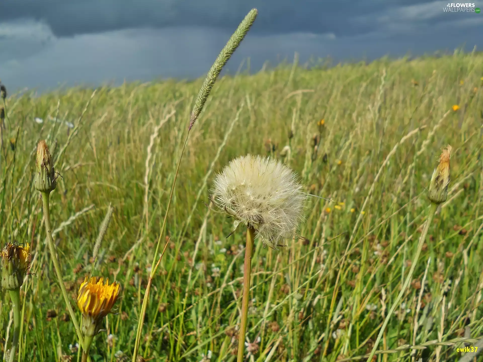 Meadow, Ears, cereals, dandelion