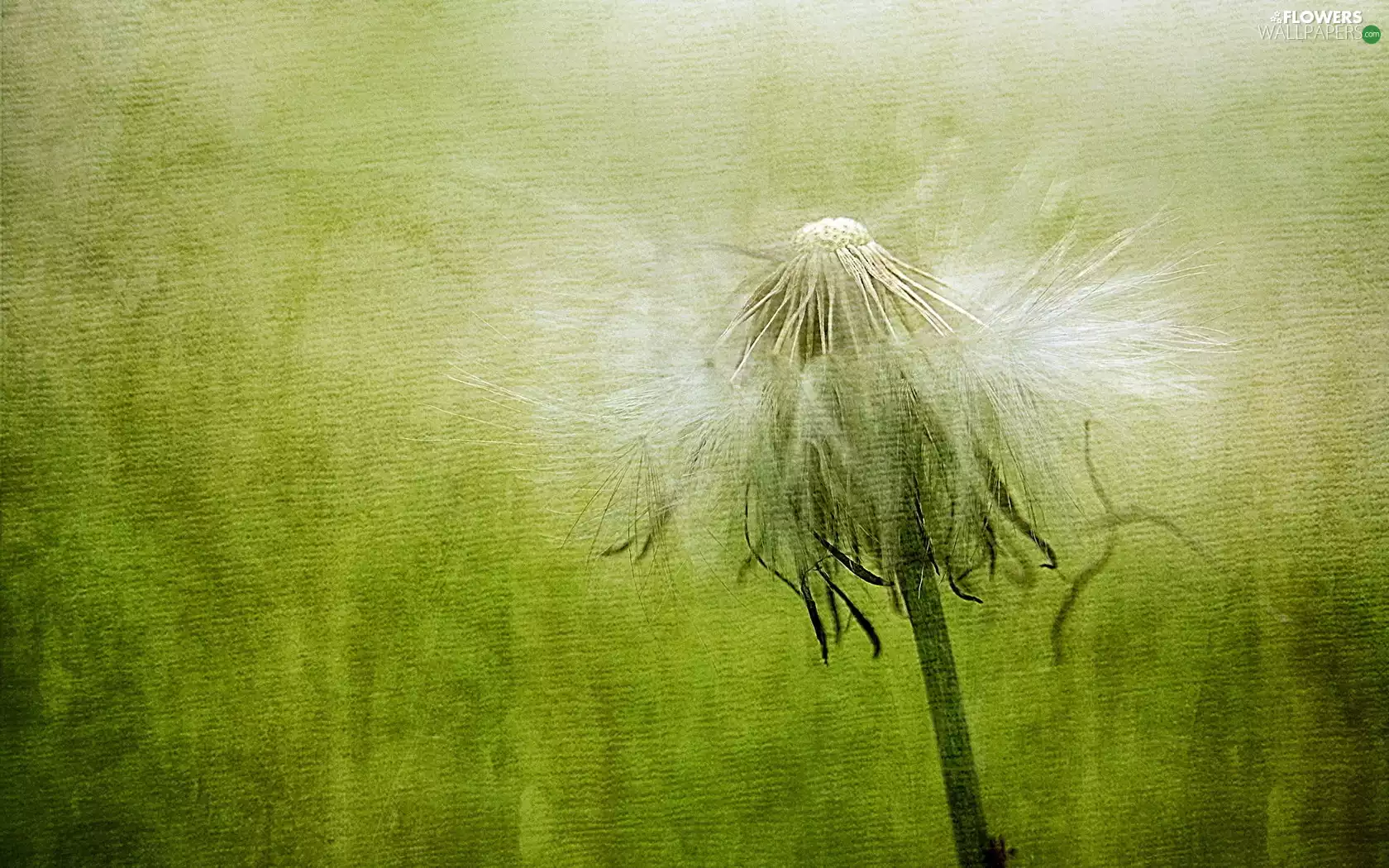 picture, dandelion