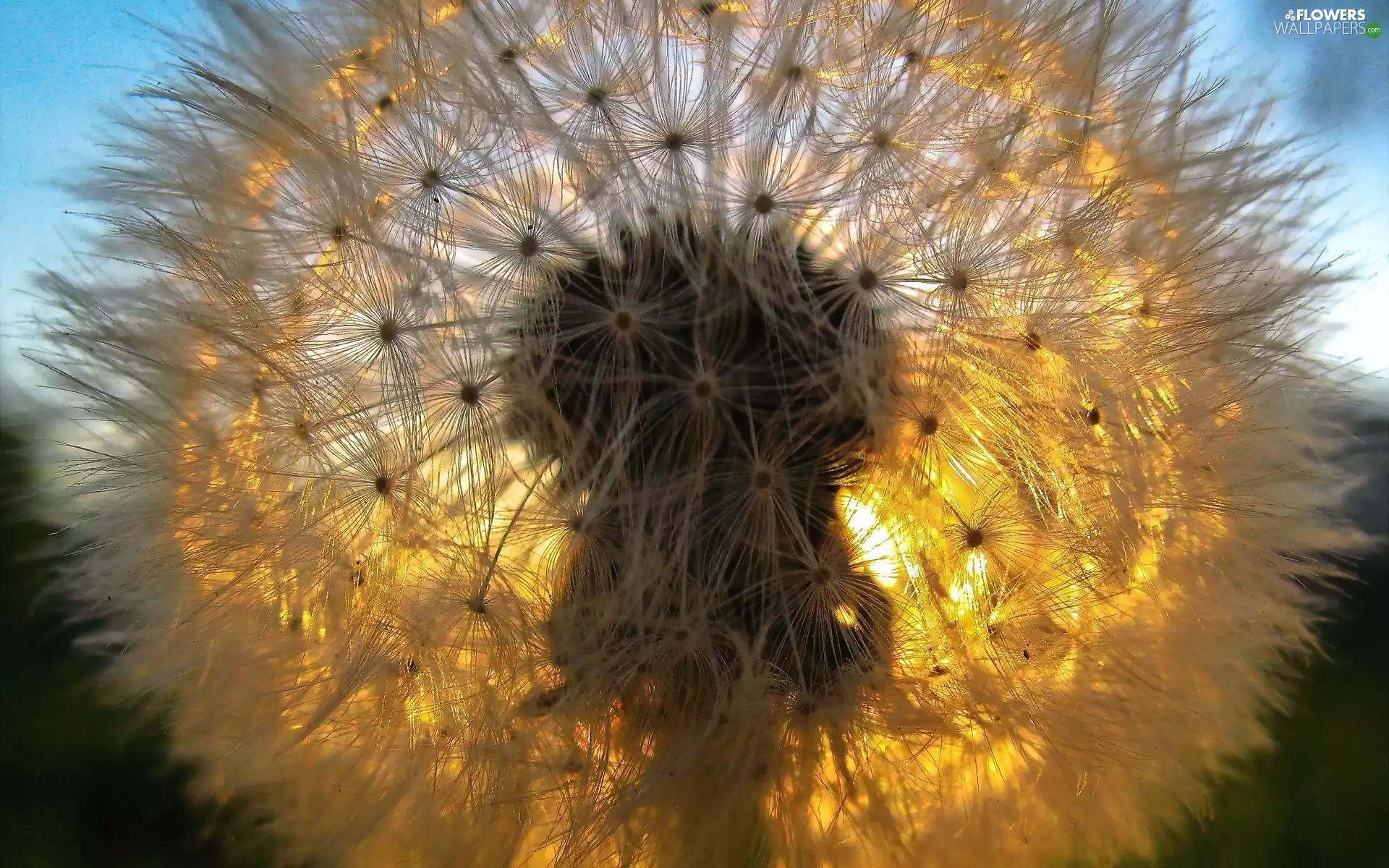 puffball, Przebijające, sun, dandelion