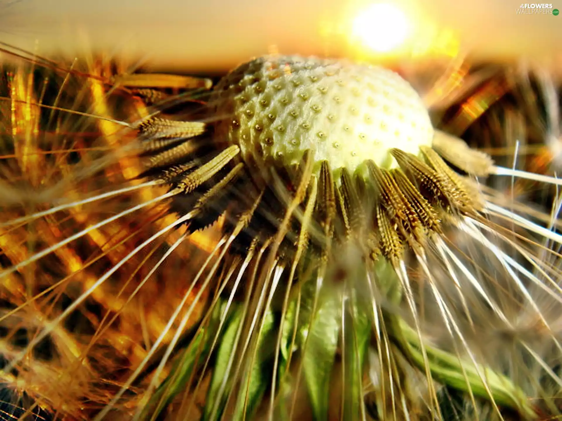 dandelion, rapprochement