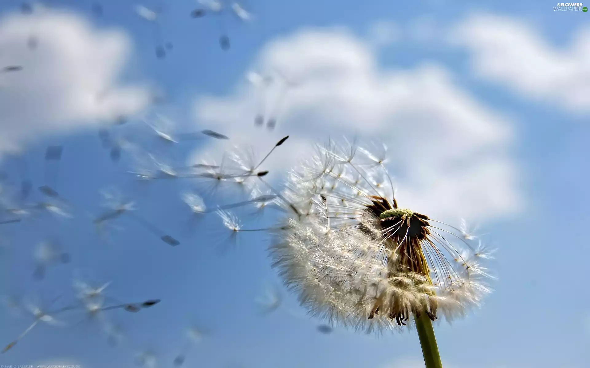 dandelion, Seeds