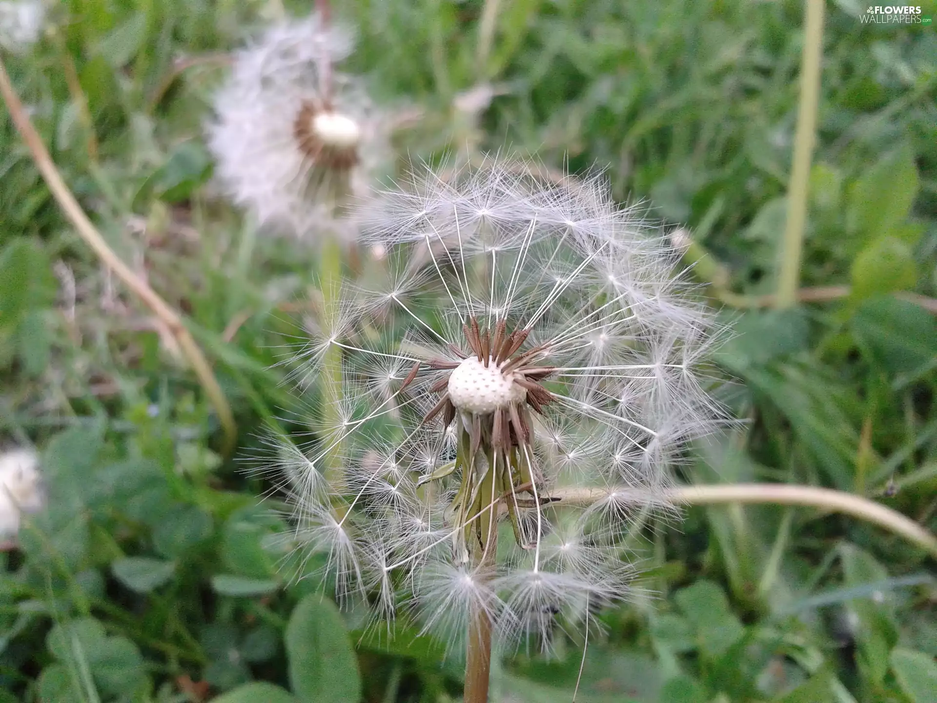 Seeds, Common Dandelion, dandelion