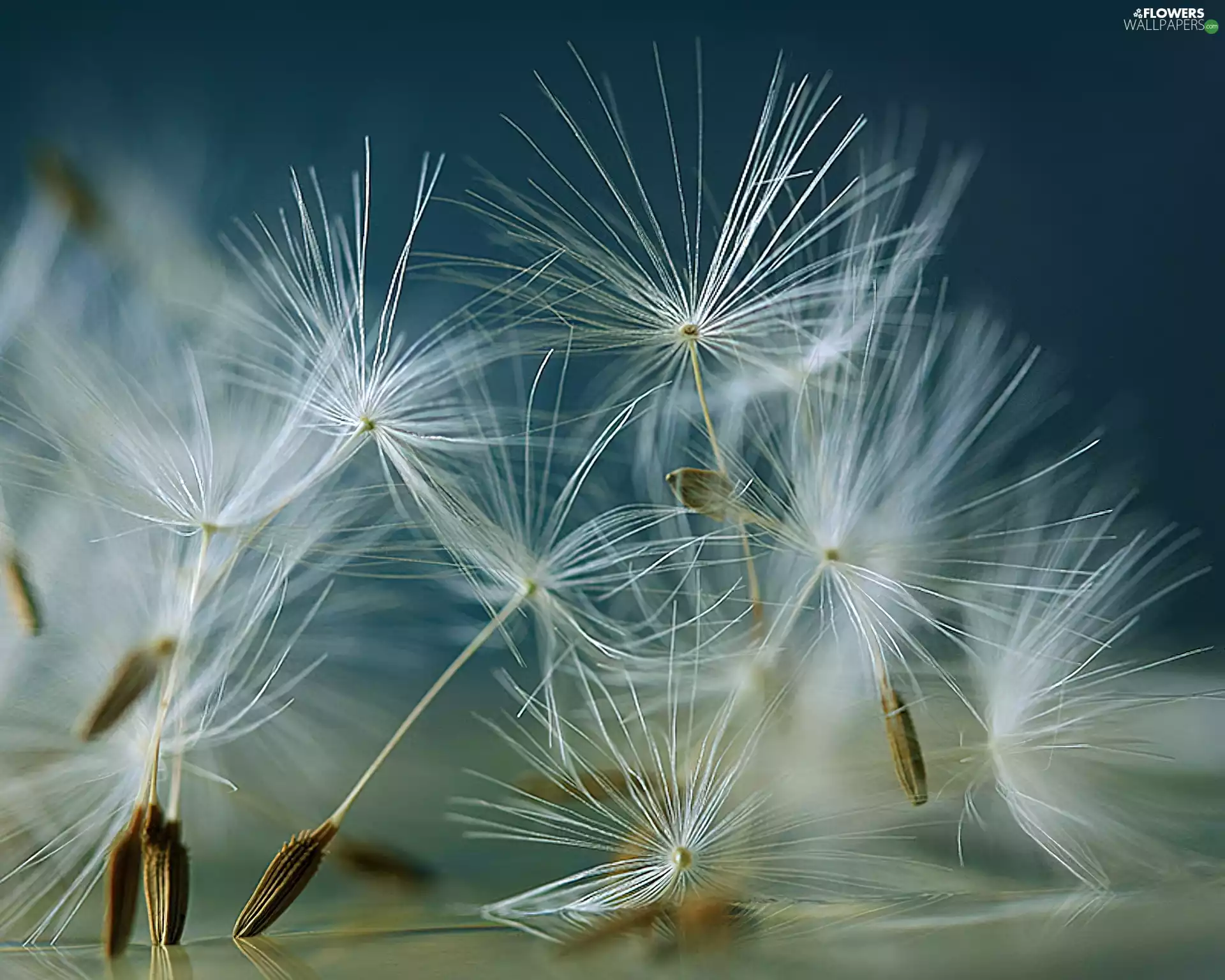 dandelion, seeds