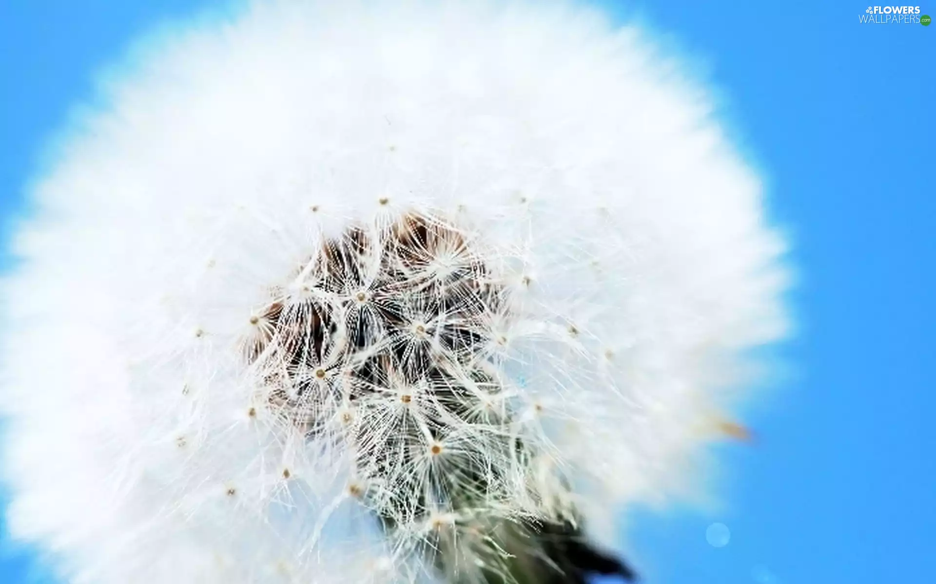 dandelion, Sky