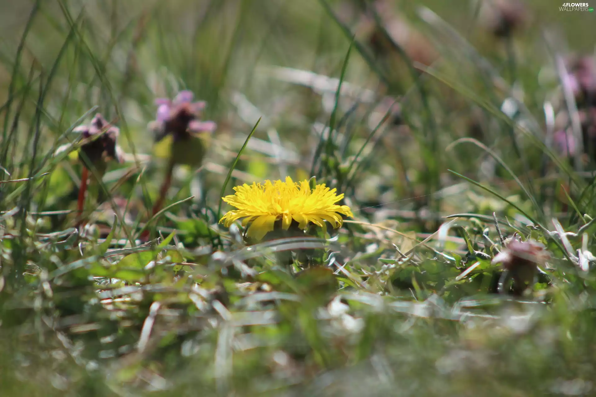 flower, dandelion, sow-thistle, Yellow