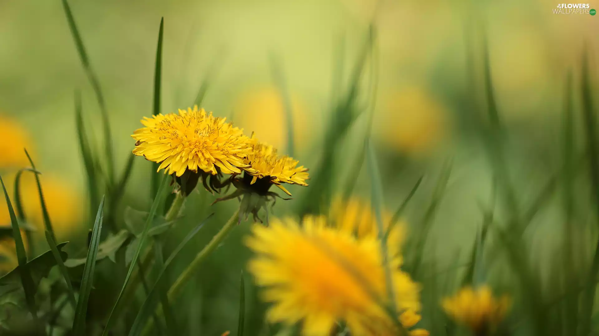 Common Dandelion, Yellow, Flowers, dandelions