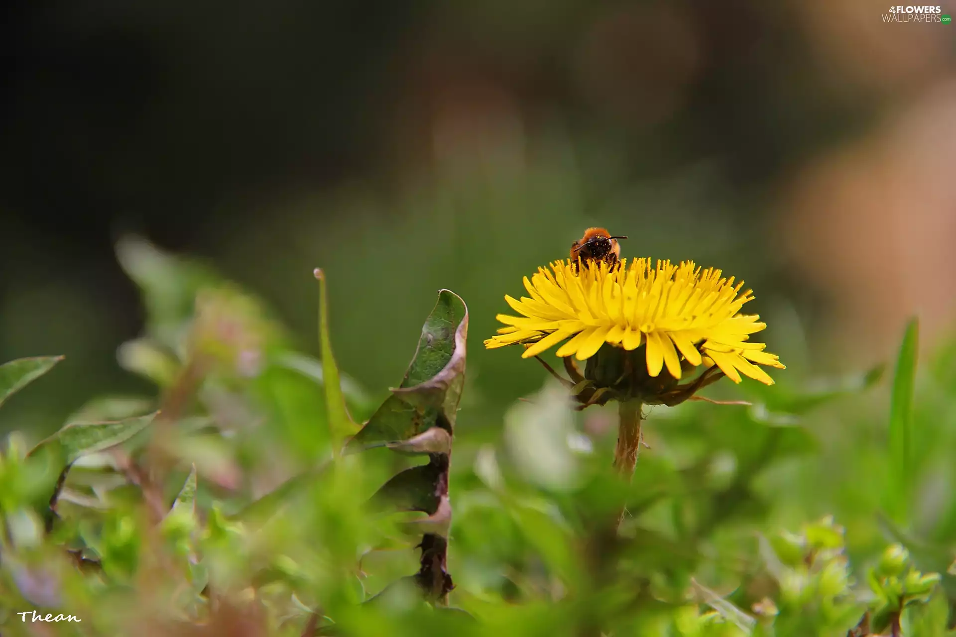 Common Dandelion, Yellow, Colourfull Flowers