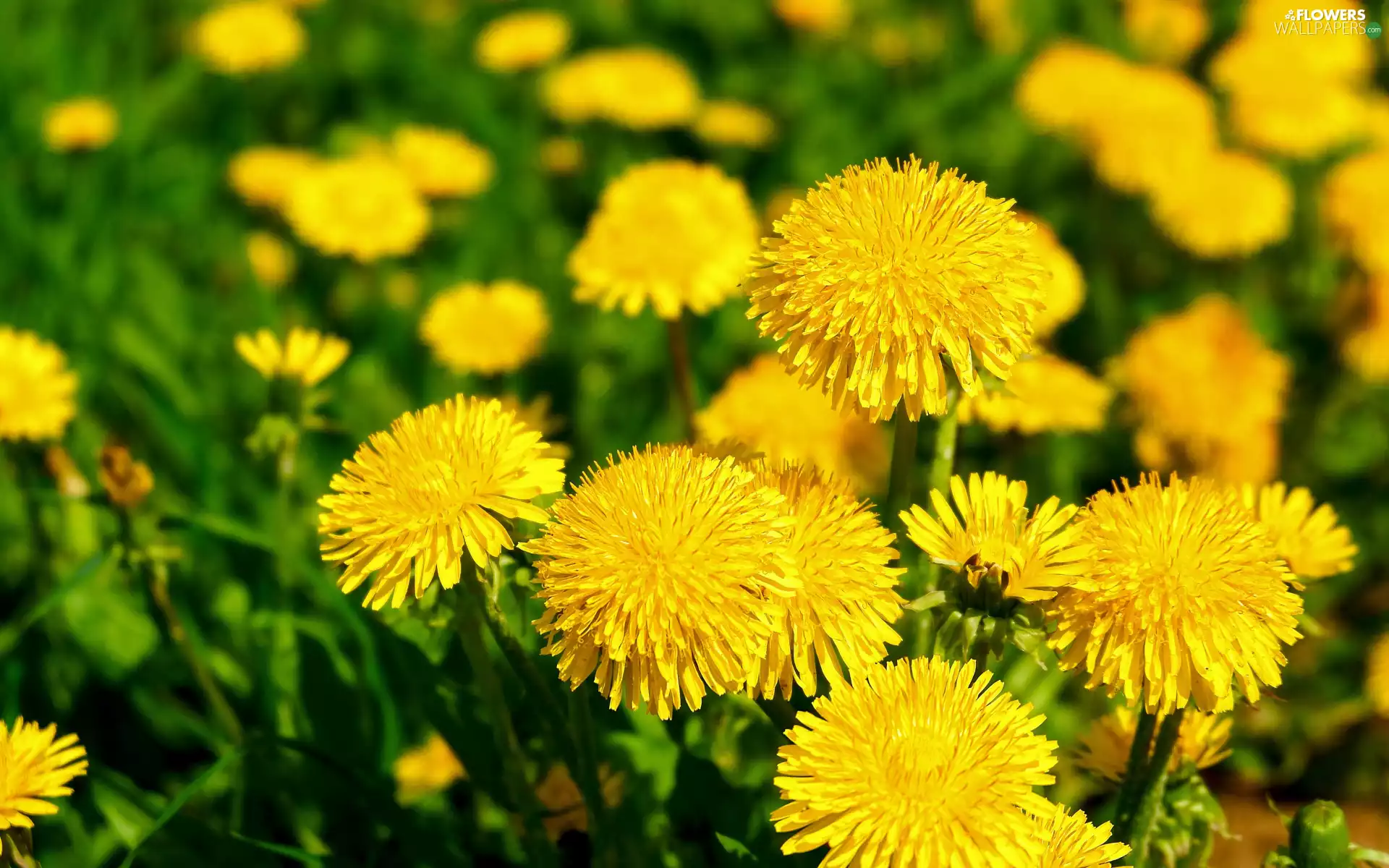 Flowers, dandelions, Common Dandelion, Yellow