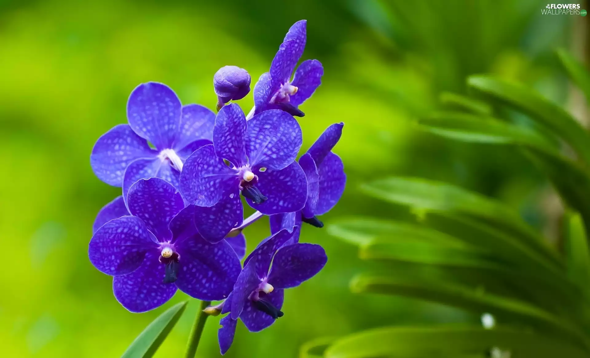 dappled, orchid, Violet