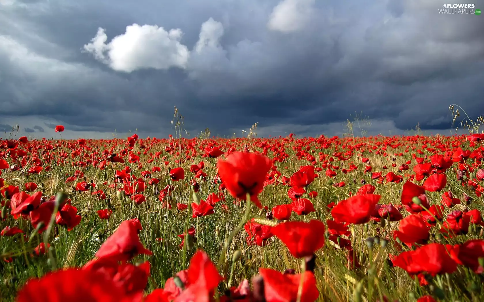 dark, clouds, Red, papavers, Meadow