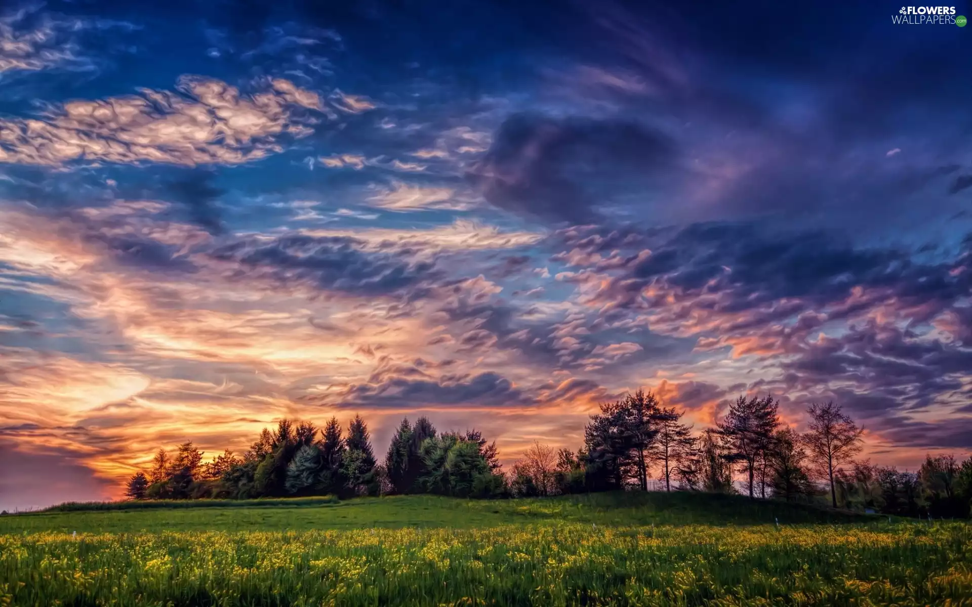 trees, Meadow, dark, clouds, viewes, Flowers