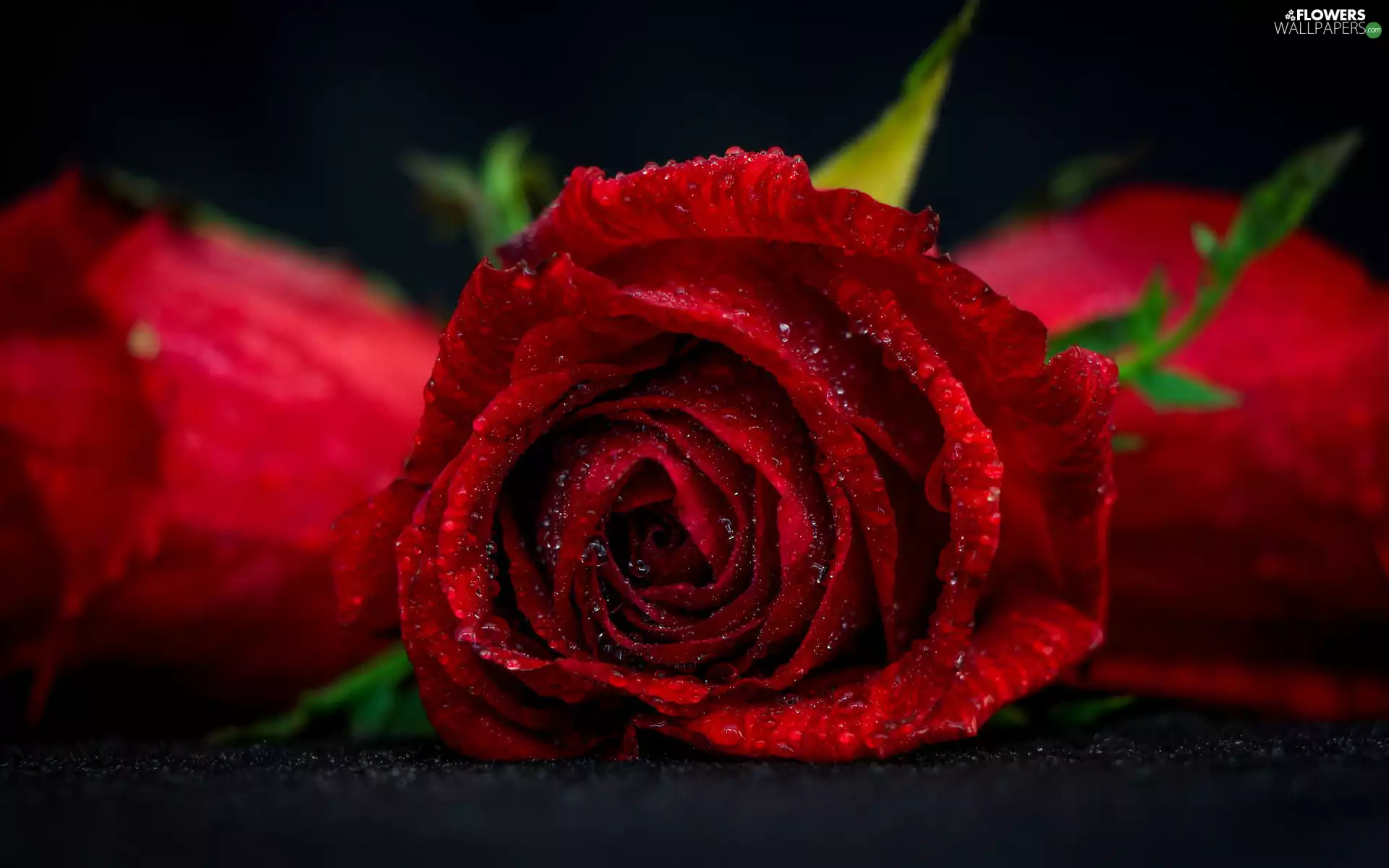 Red, Flowers, drops, Dark Background, flakes, roses