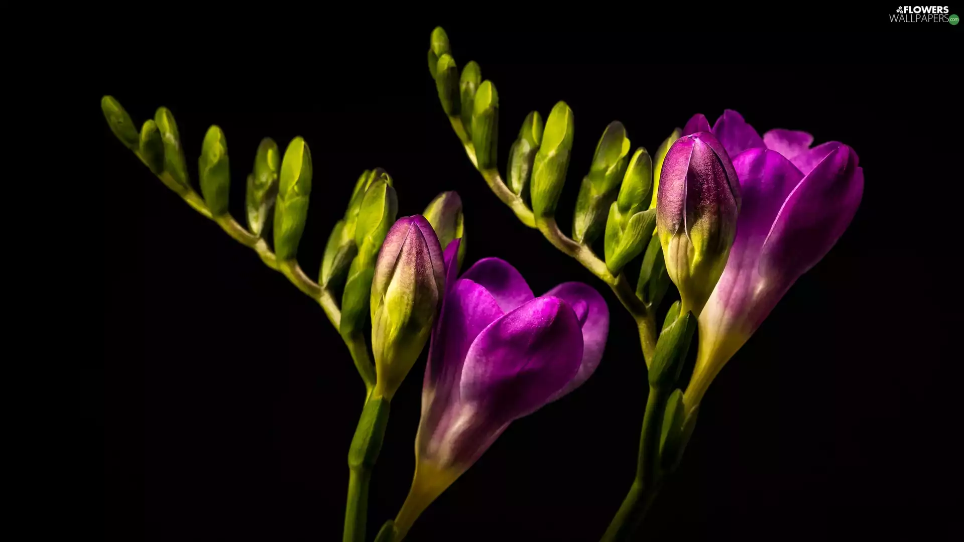 Violet, Colourfull Flowers, dark, background, Buds, freesia