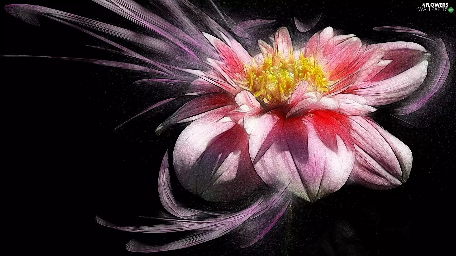 Dalia, Colourfull Flowers, dark, background, graphics, Pink