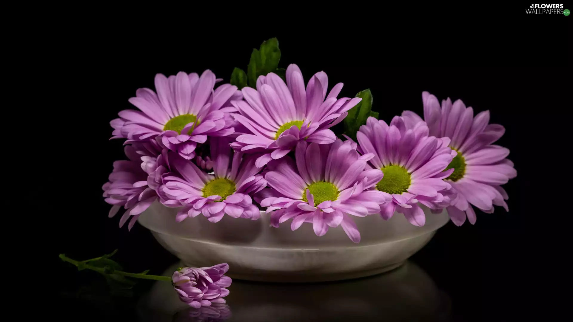 African Daisies, Flowers, dark, background, dish, purple