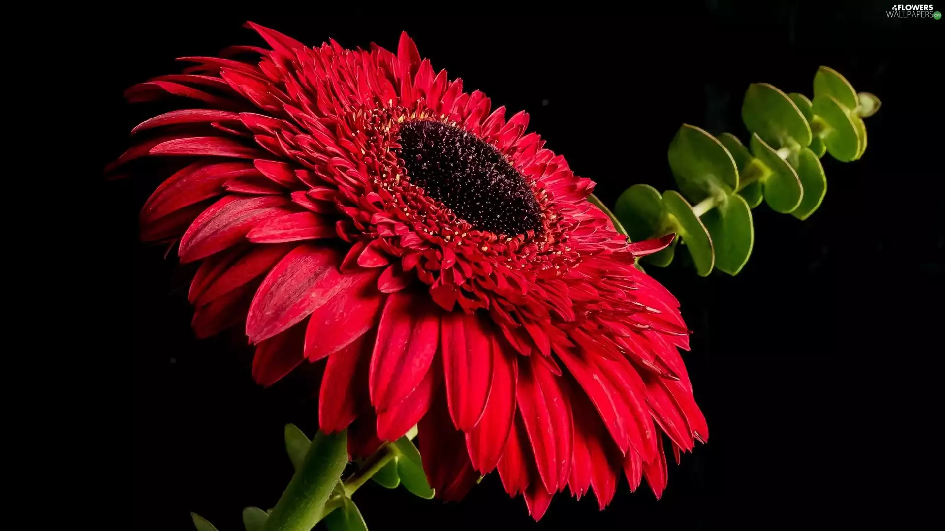 red hot, Leaf, Dark Background, Gerbera