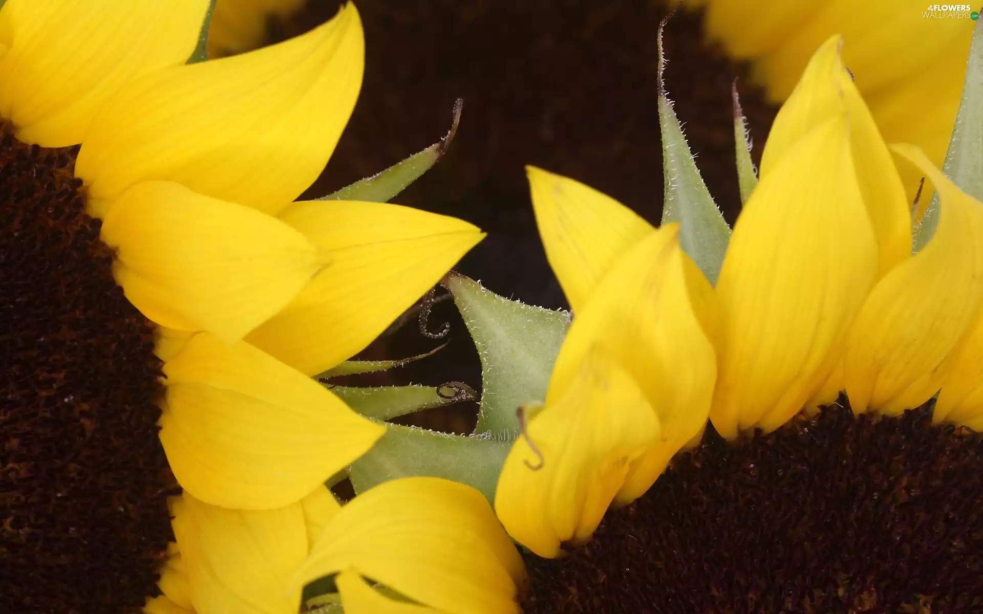 resources, Nice sunflowers, dark