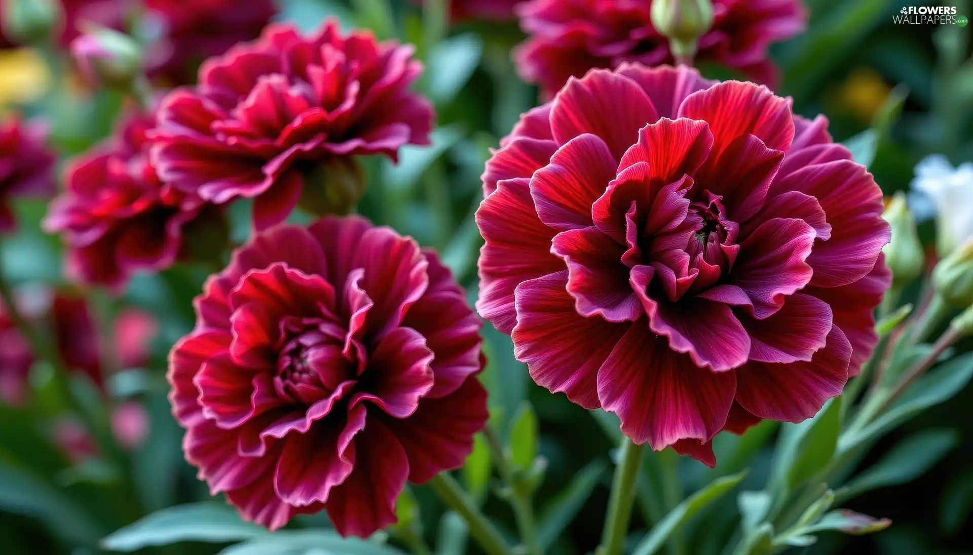 Flowers, Dark Red, rapprochement, cloves