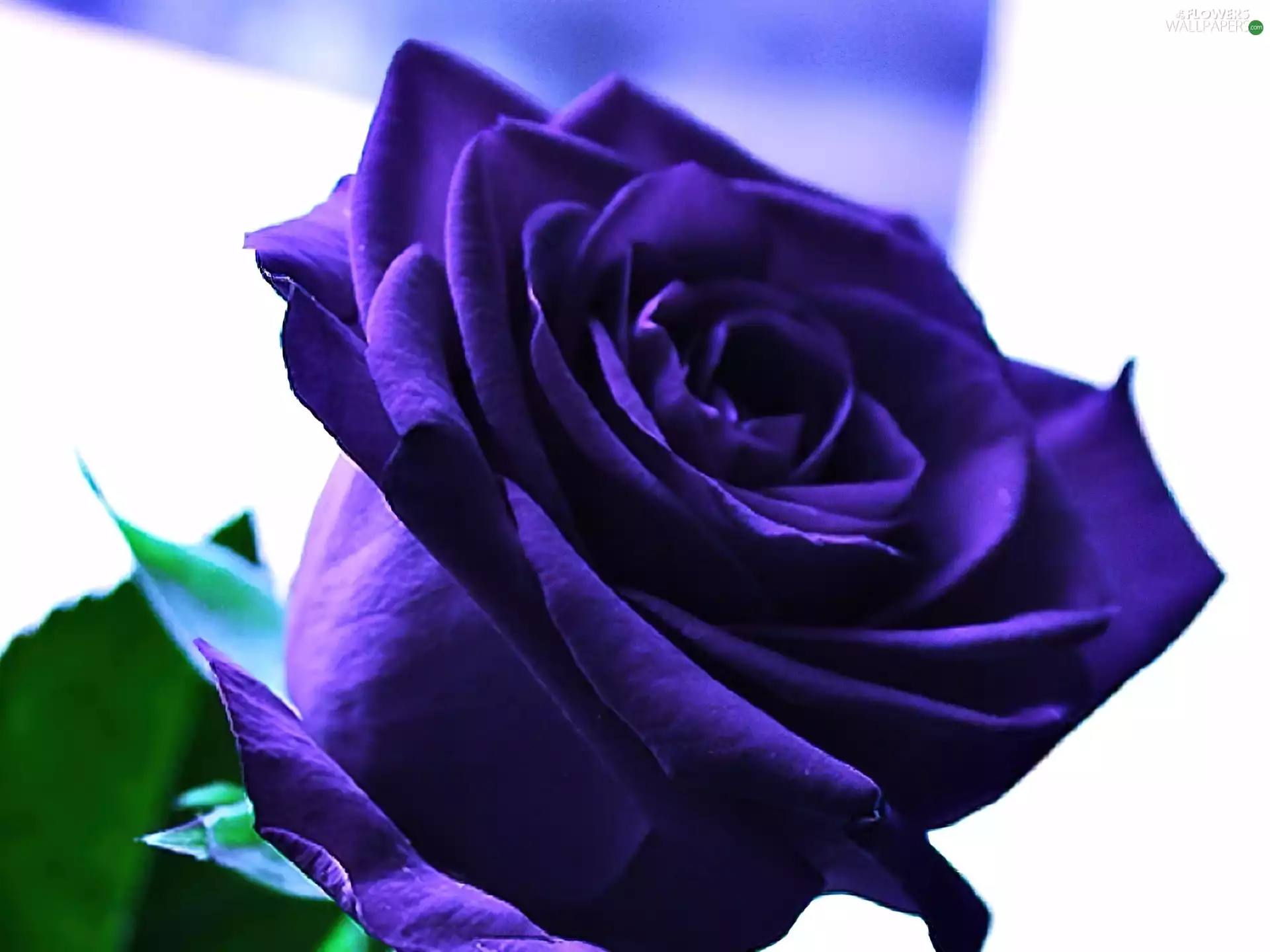 Dark blue, rose