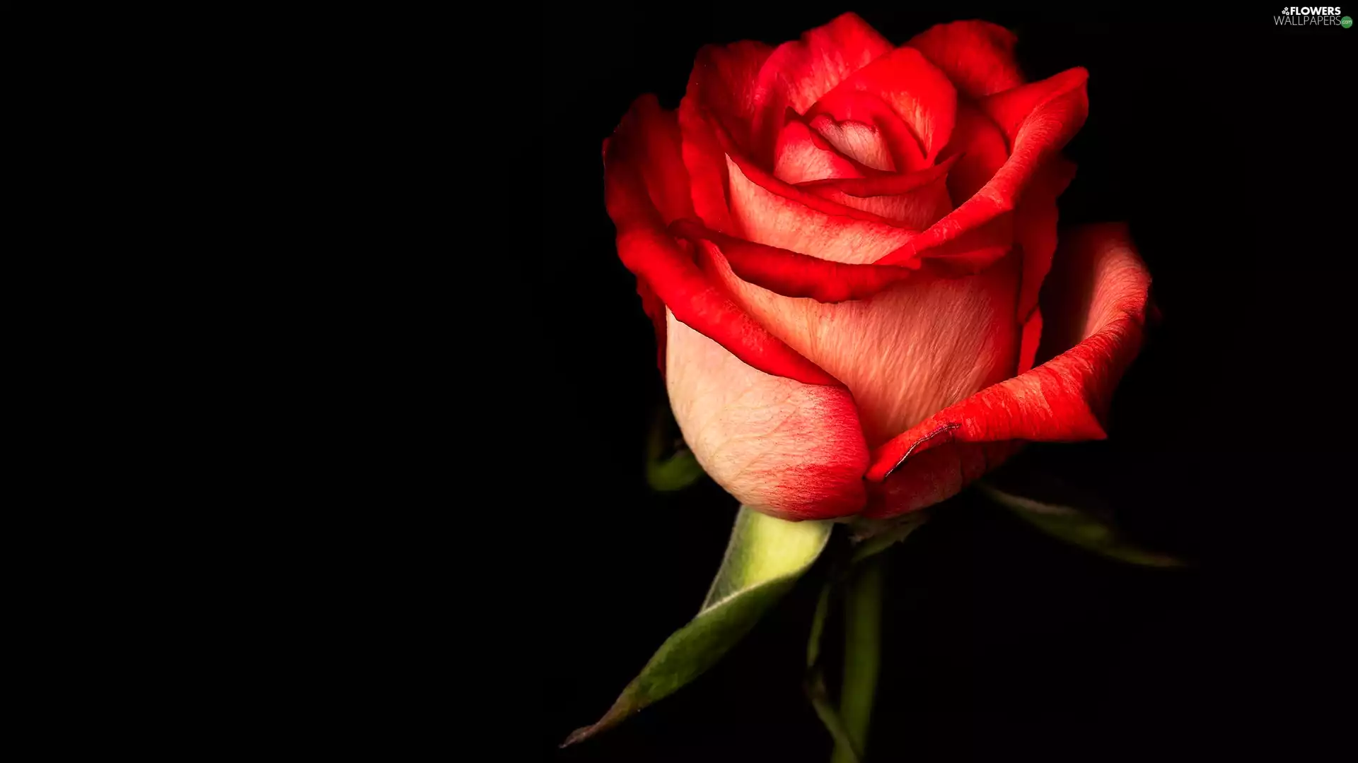 red hot, bud, Dark Background, rose