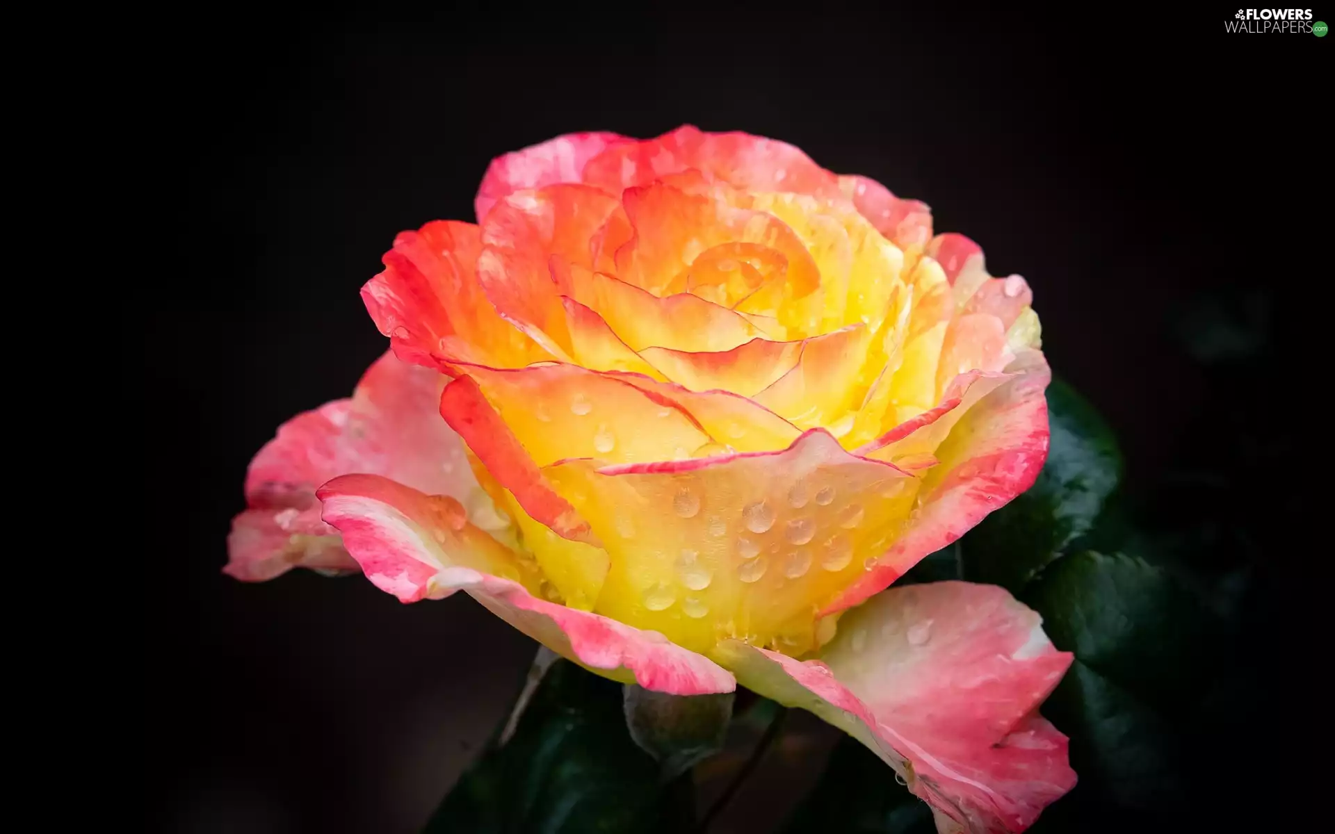 Colourfull Flowers, leaves, Dark Background, rose