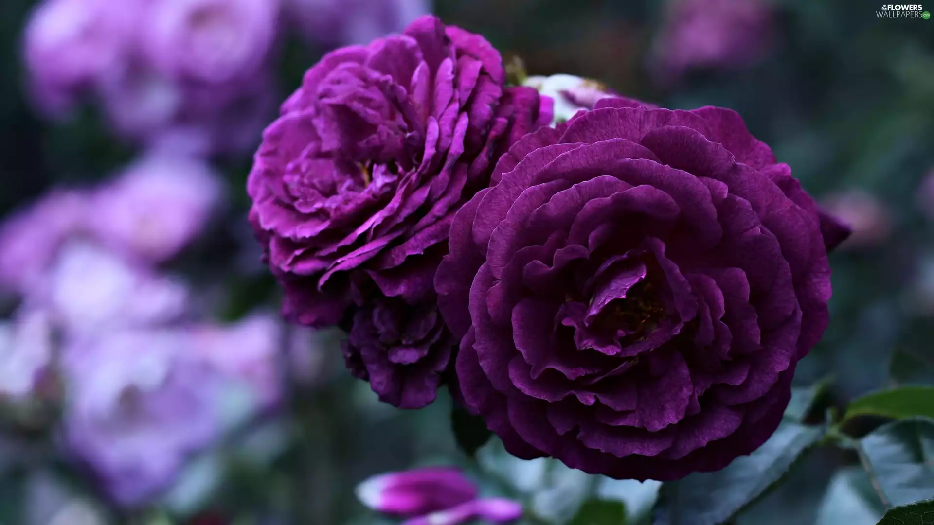 Dark-Purple, roses