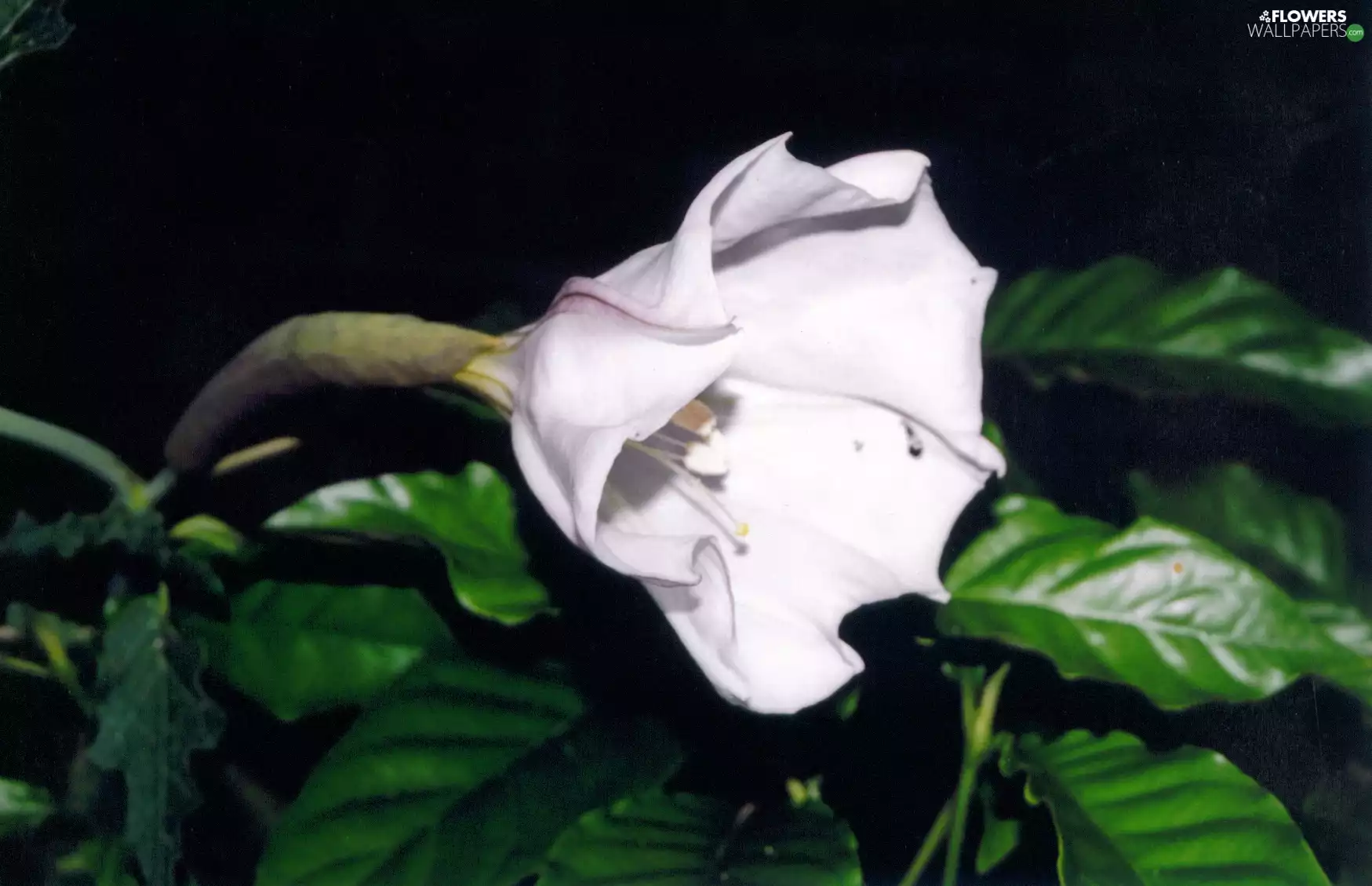 white, Colourfull Flowers, Datura