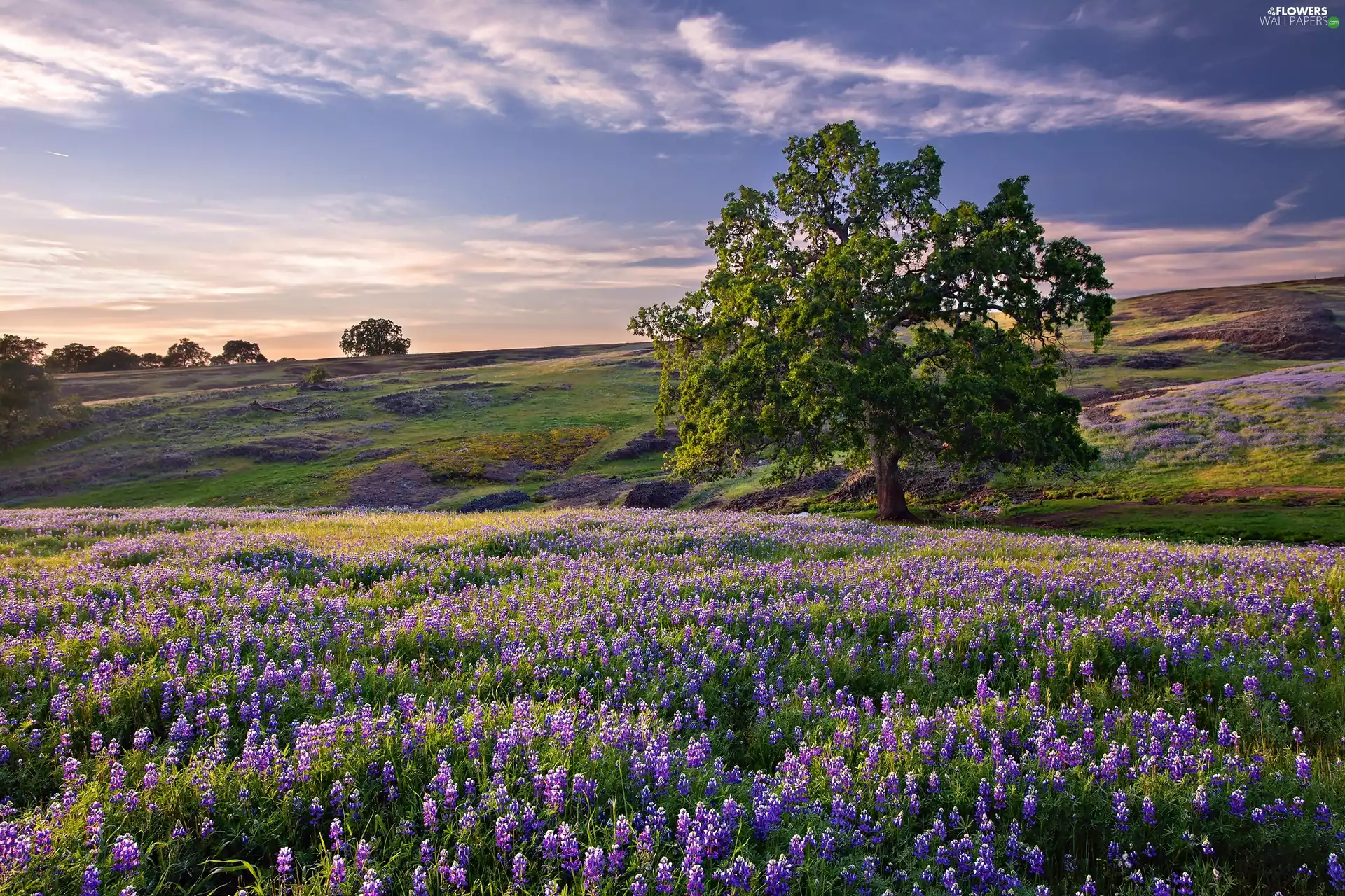 viewes, dawn, lupine, trees, medows