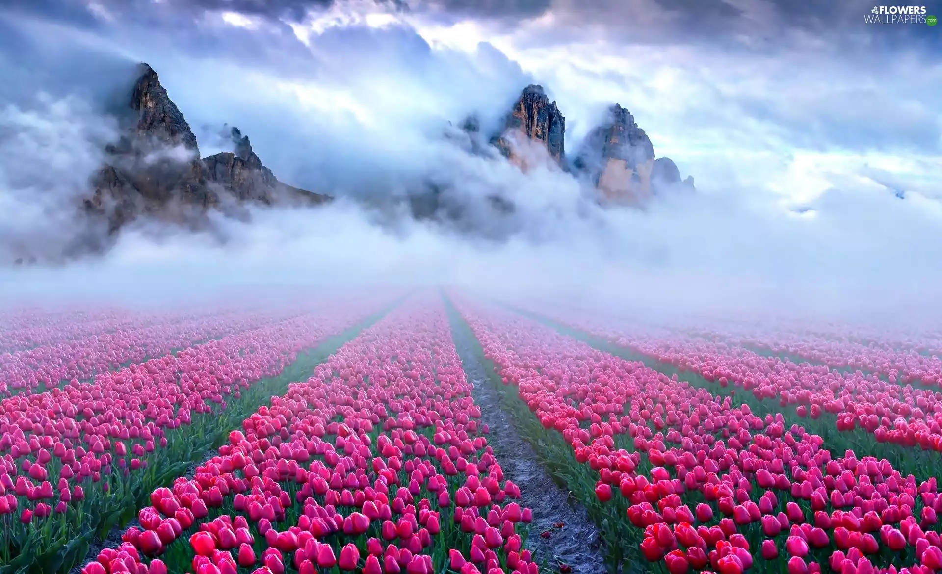 Fog, dawn, Tulip, Mountains, Field