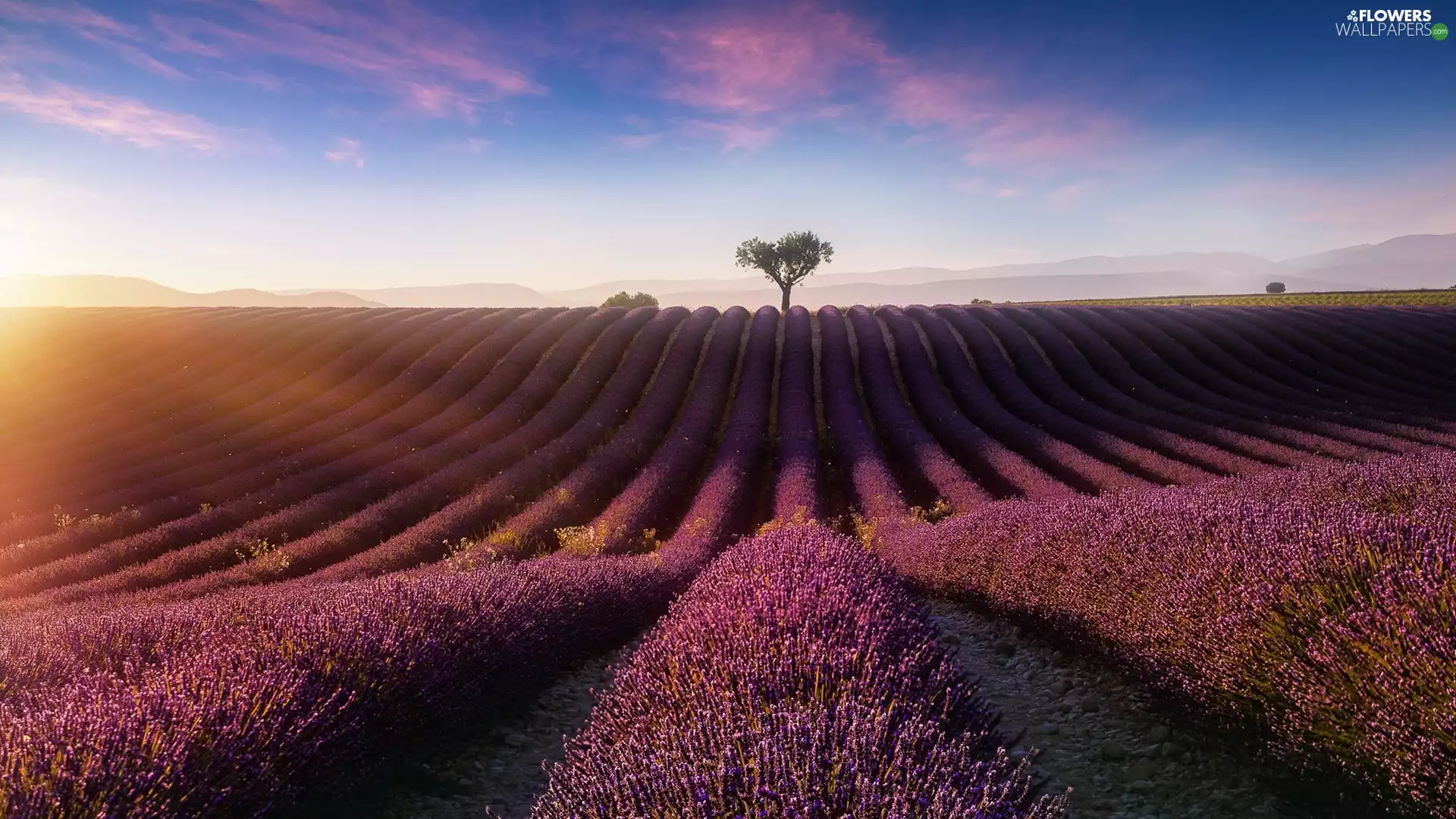 sunny, day, lavender, trees, Field