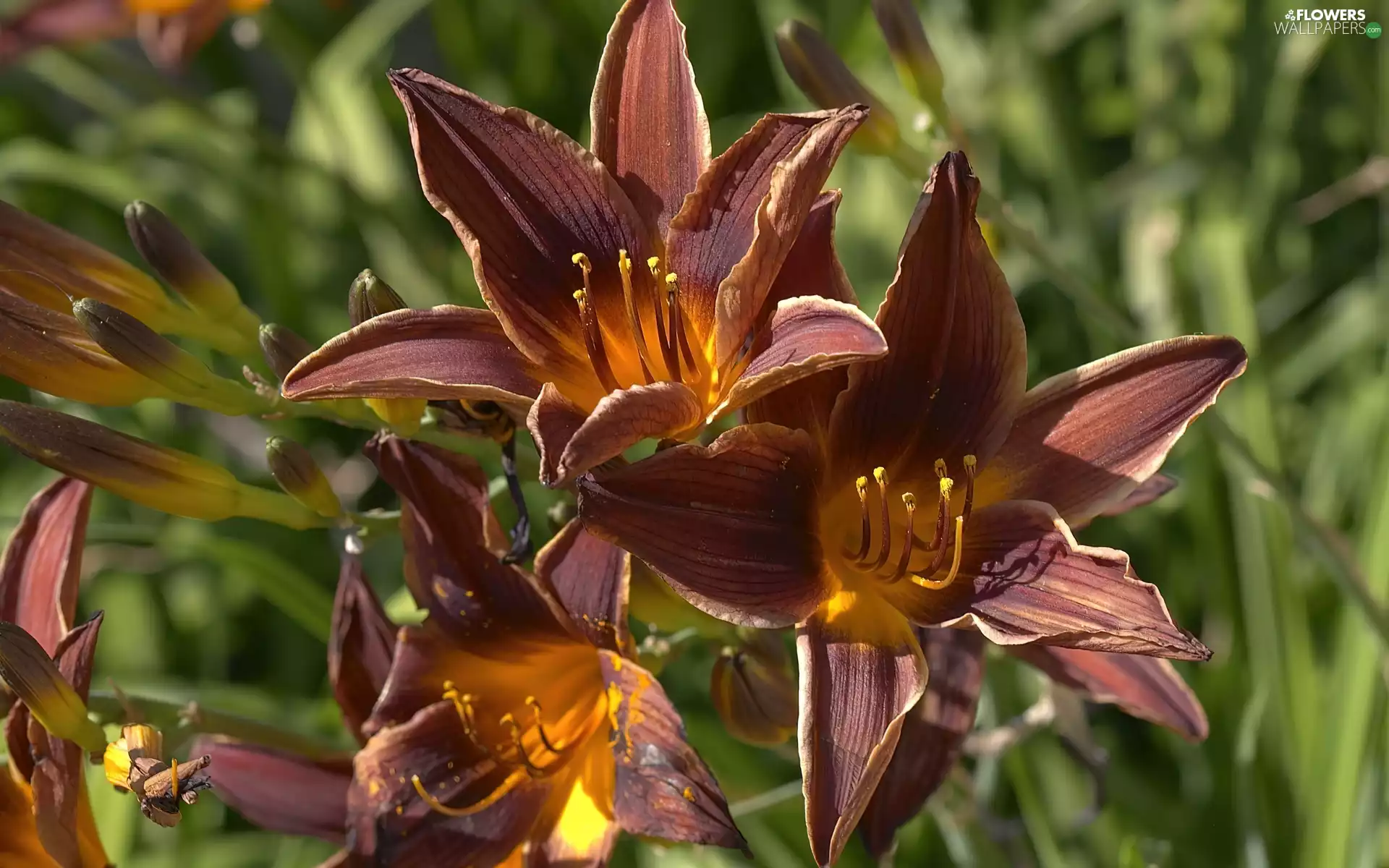 Brown, flakes, Flowers, Daylilies