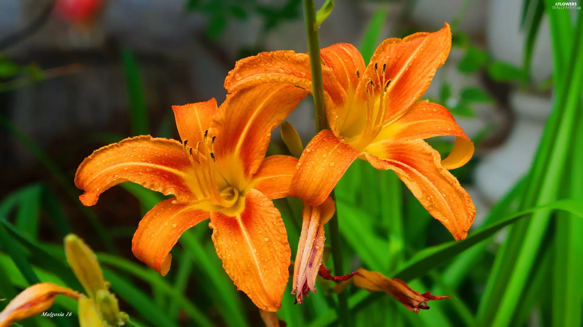 Daylilies, Flowers, Orange