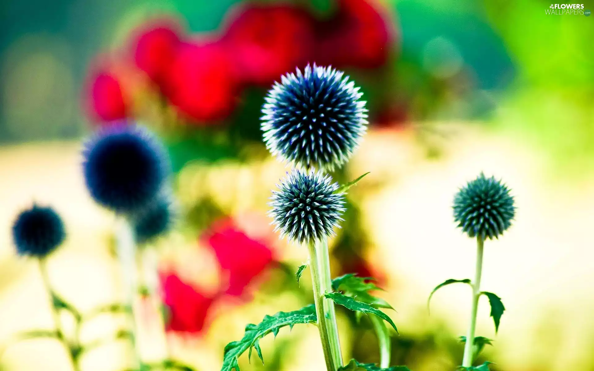 Flowers, teasel, blur, decorated