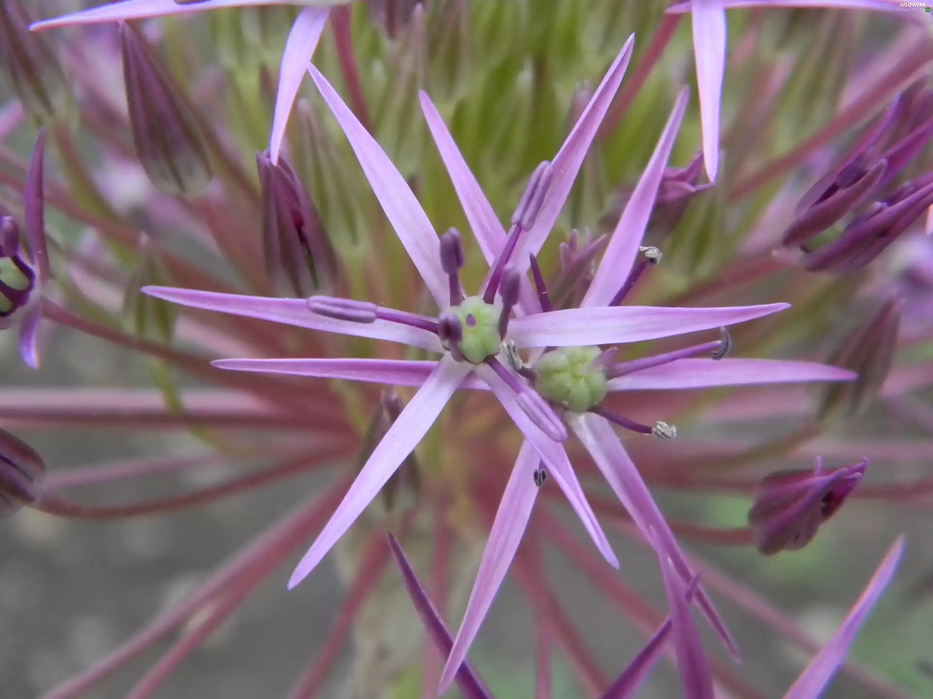 Colourfull Flowers, garlic, decorated