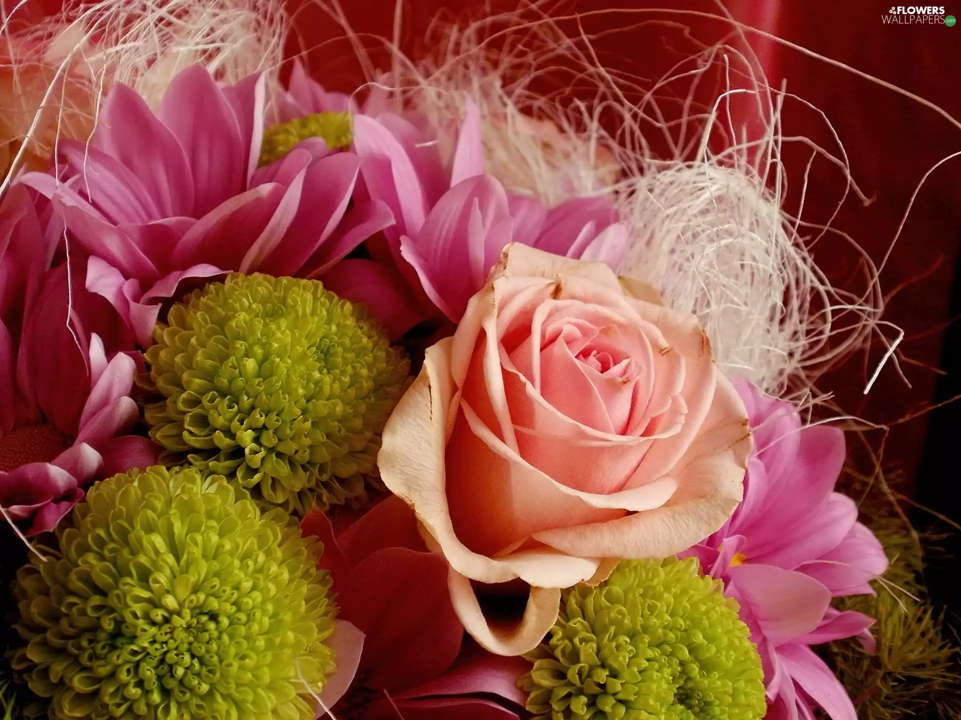 rose, bouquet, garlic, decorated, Margaretki, flowers