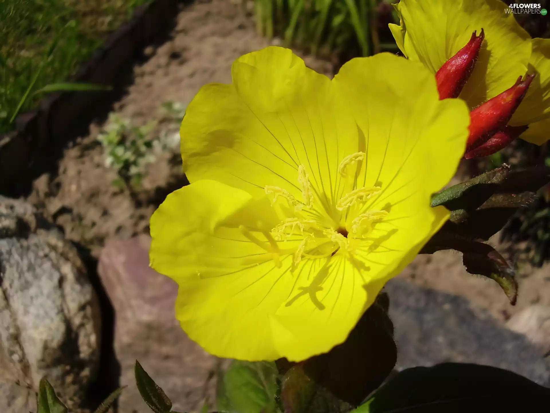 decorated, Beatyfull, primrose