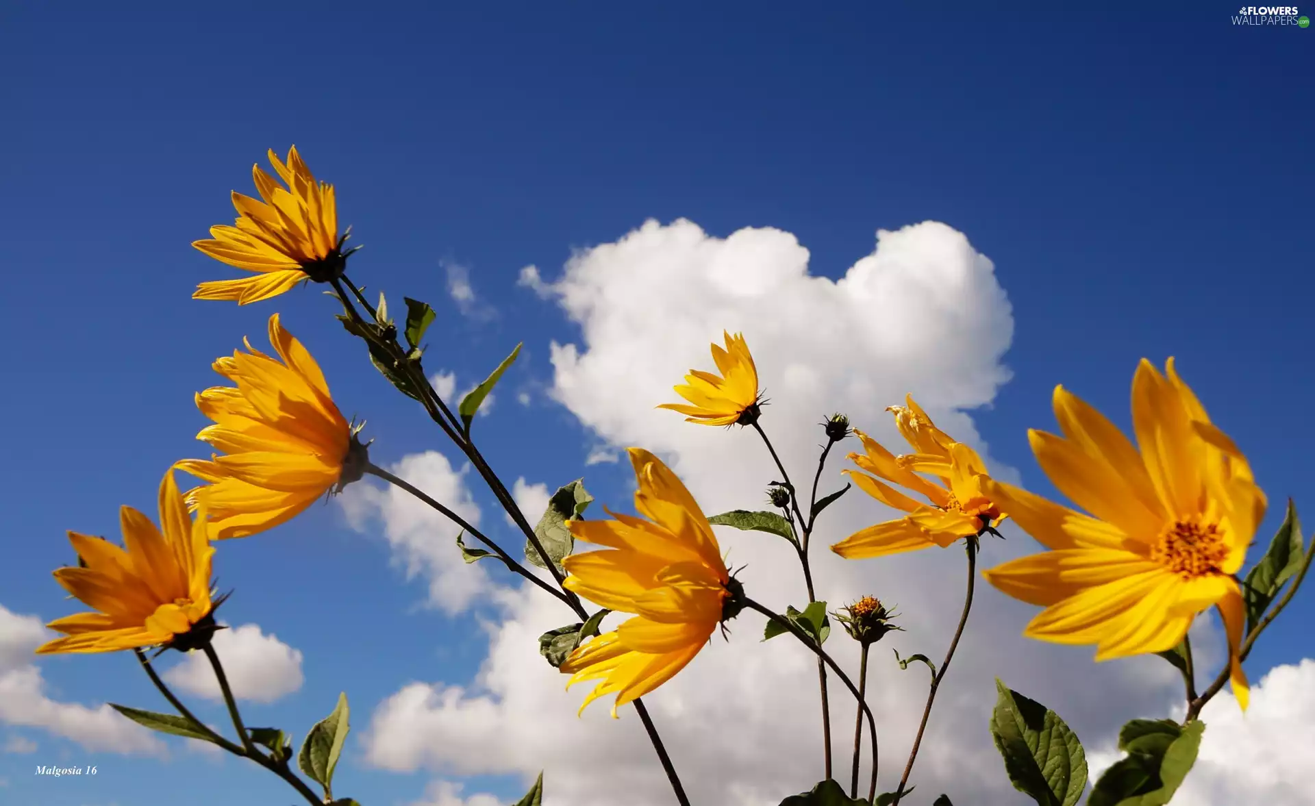 Sunflower, Sky, clouds, decorated