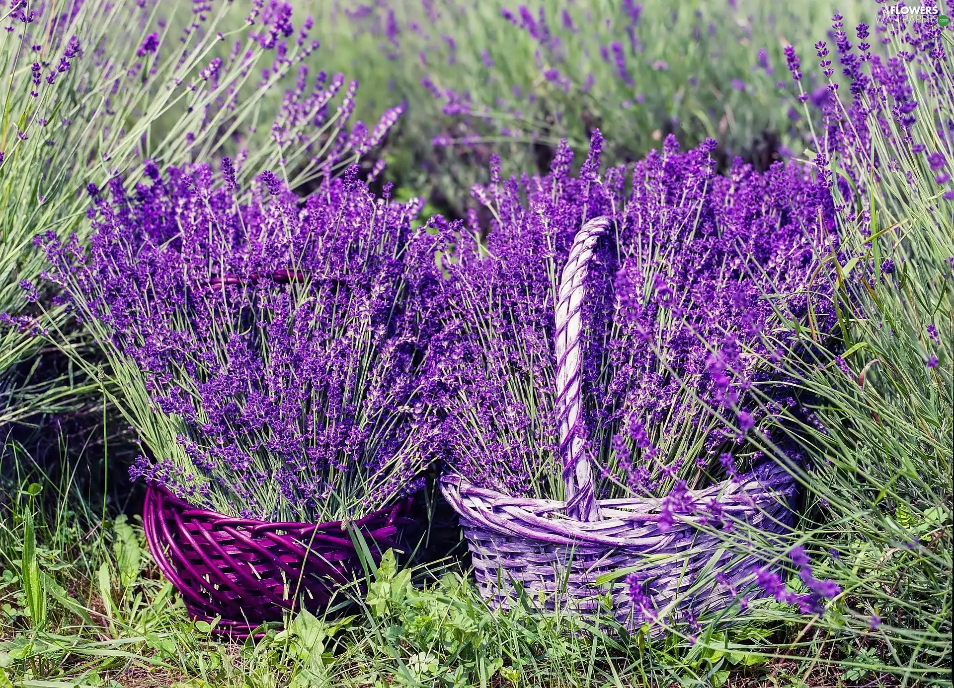 decoration, Baskets, lavender