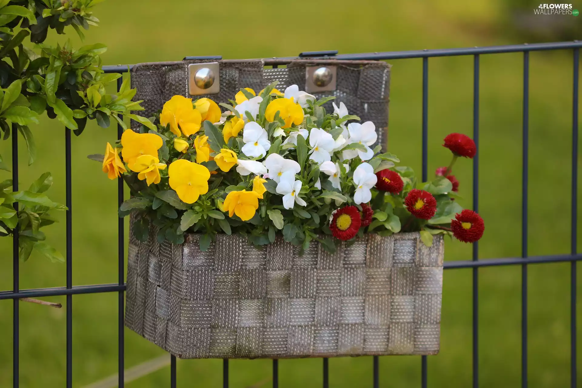 Fance, decoration, pansies, daisies, Flowers