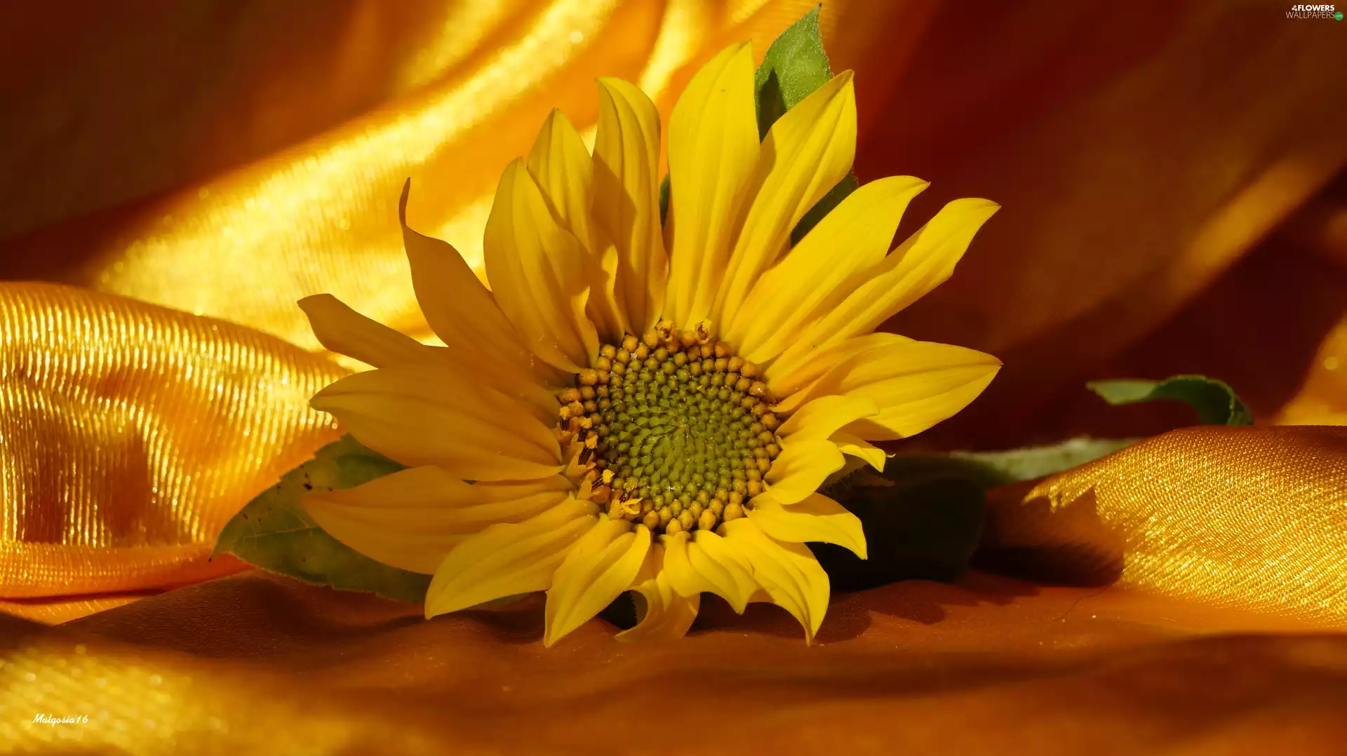 Colourfull Flowers, Sunflower decorative