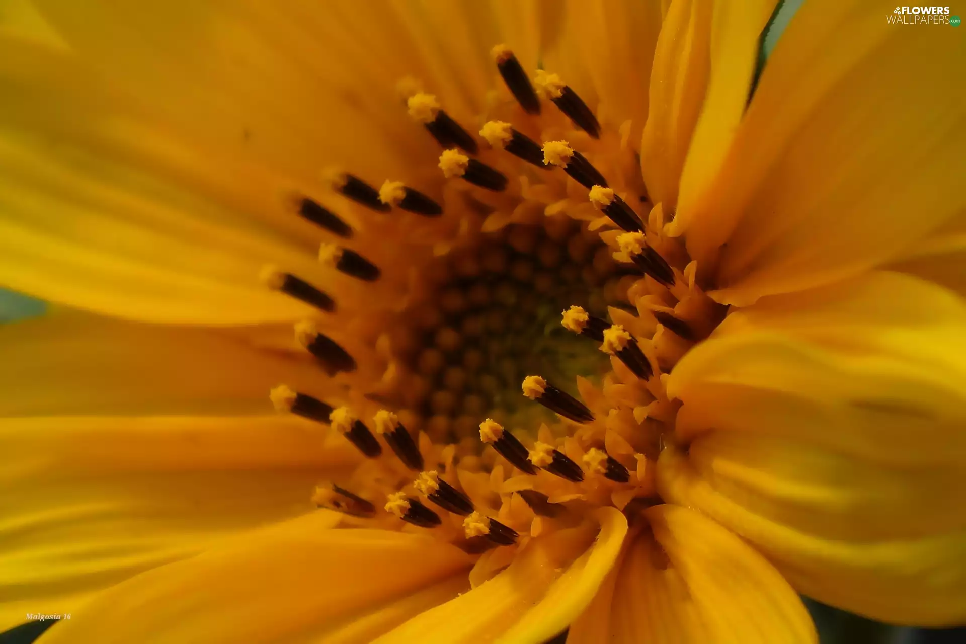 Yellow, Close, Sunflower decorative, Colourfull Flowers