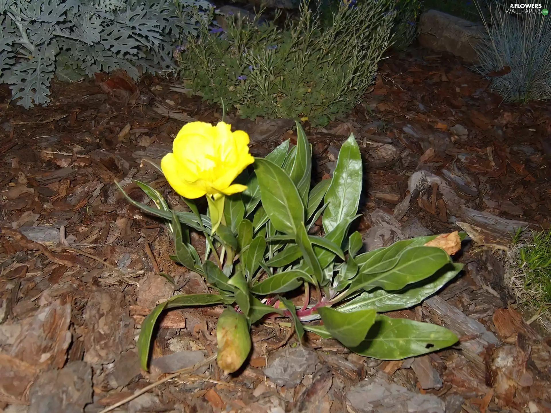 Leaf, Evening primrose decorative, green ones