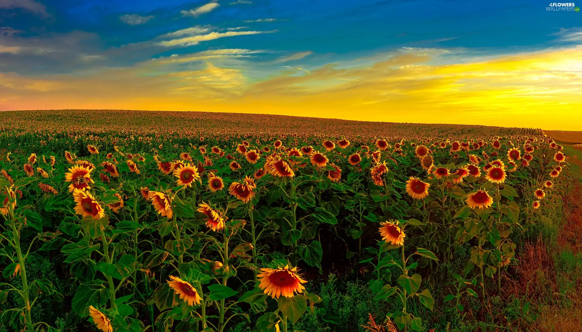Sunflowers Decorative Sunflower, Sunrise, Field