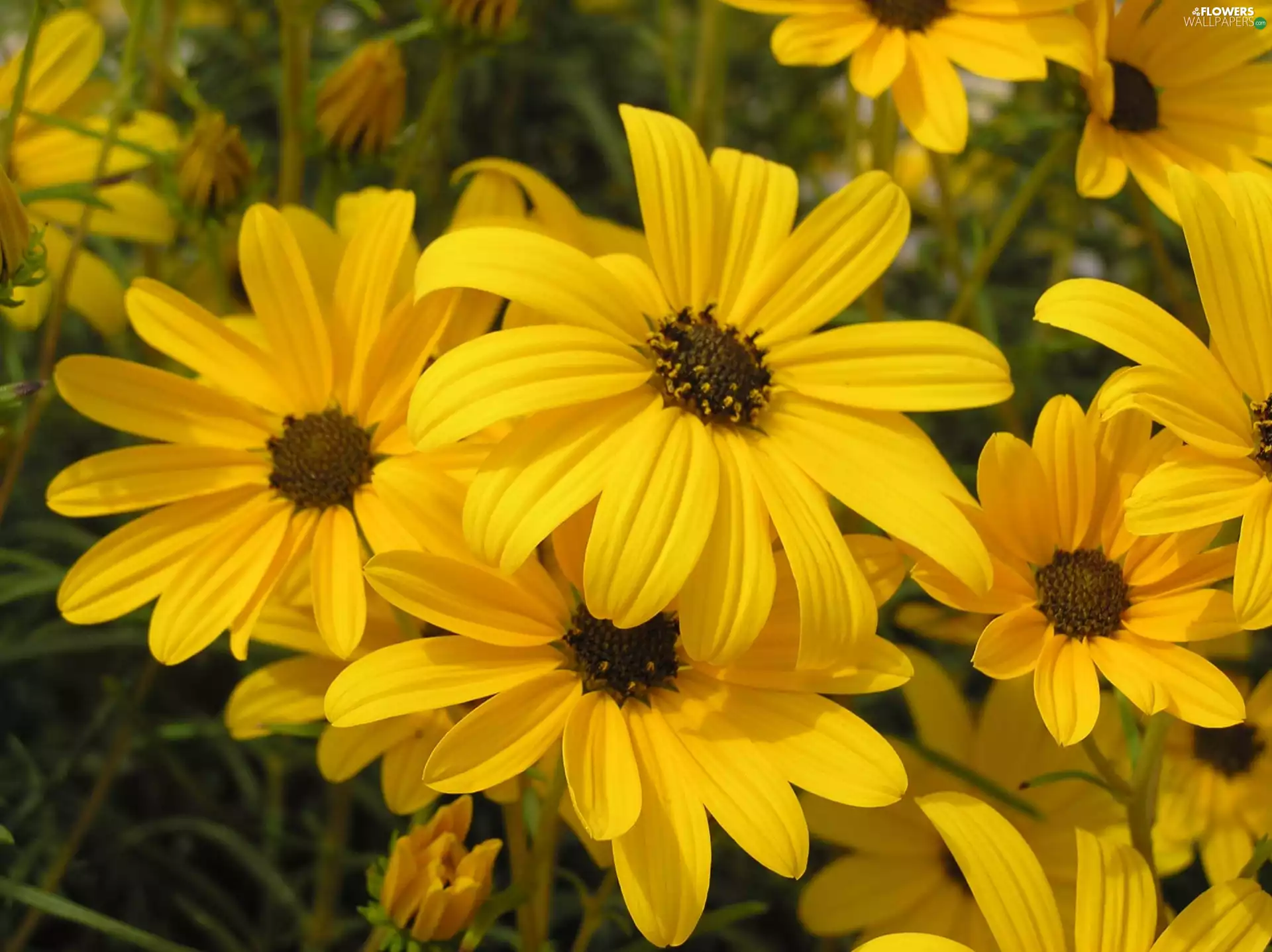 decorative Sunflowers