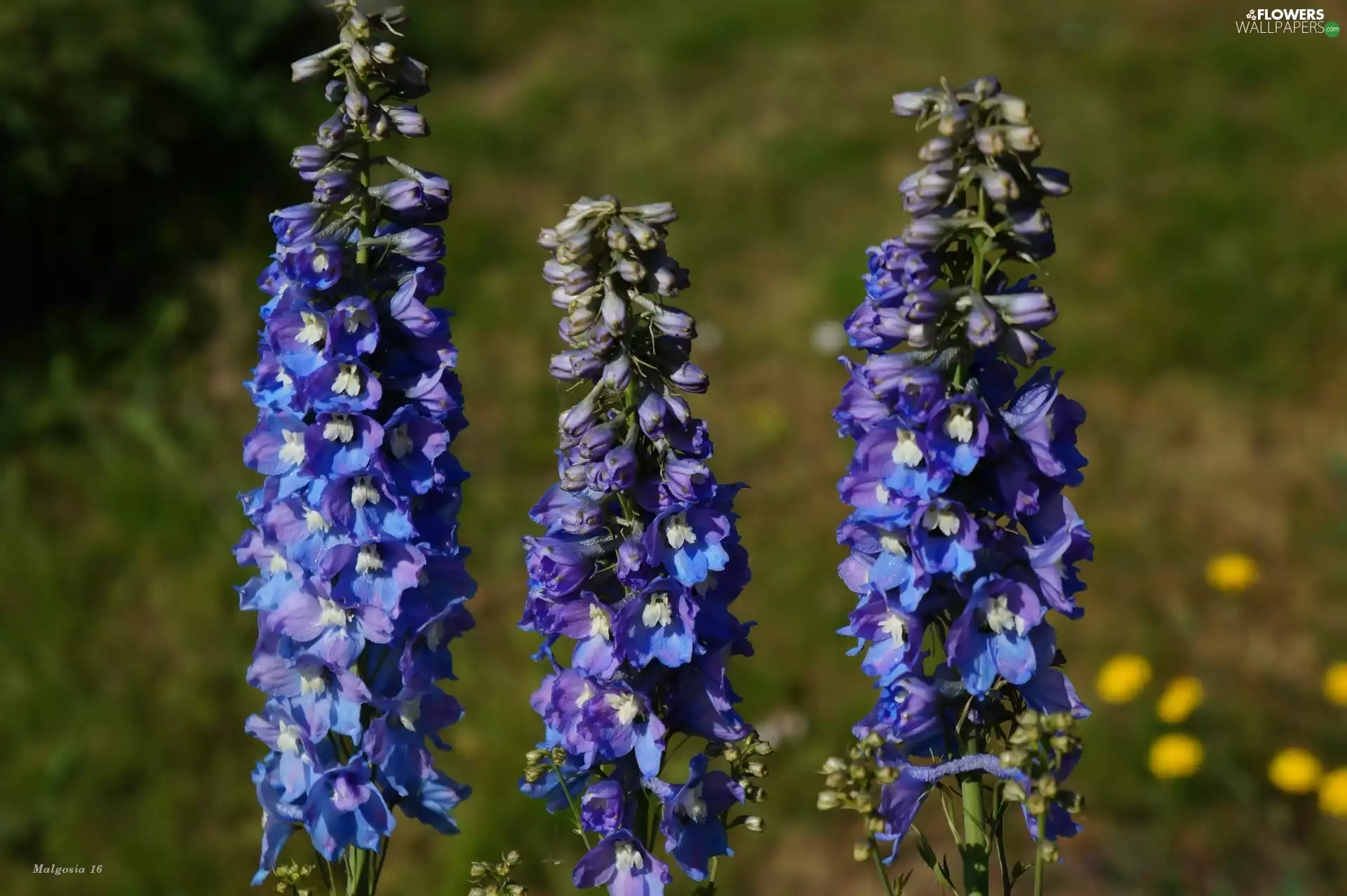 Delphinium, Flowers, Blue