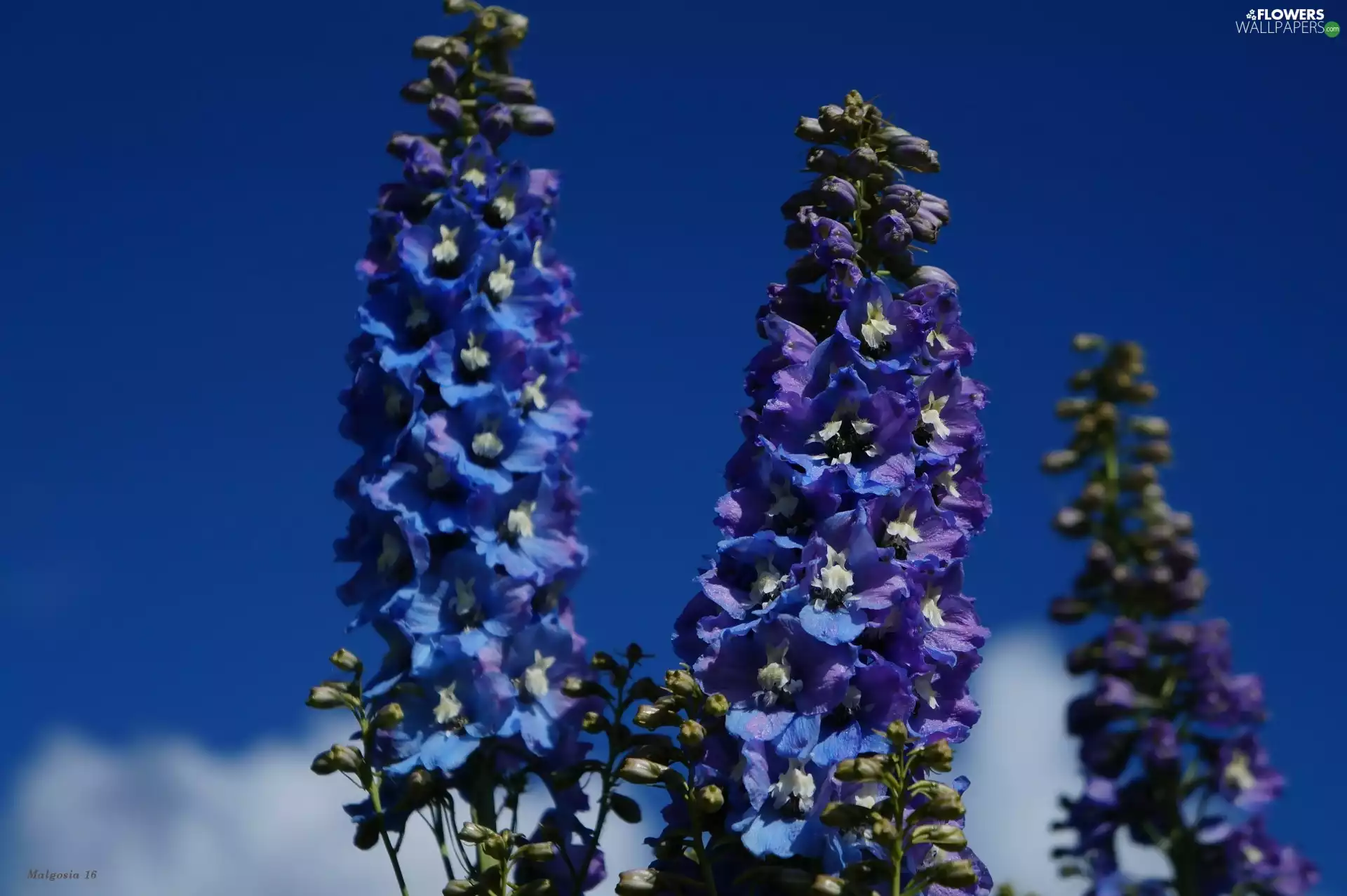 Flowers, Blue, Sky, Delphinium