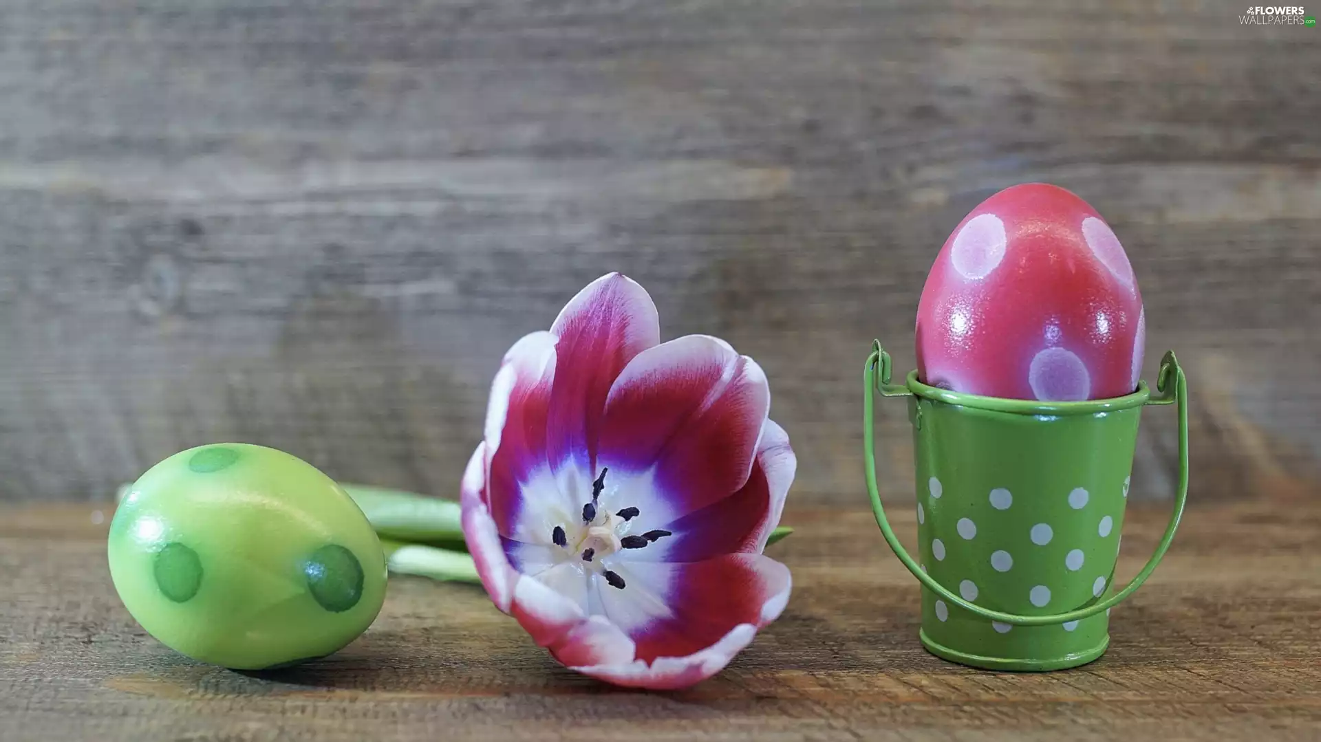 ornamental, tulip, color, developed, Easter, Bucket, eggs