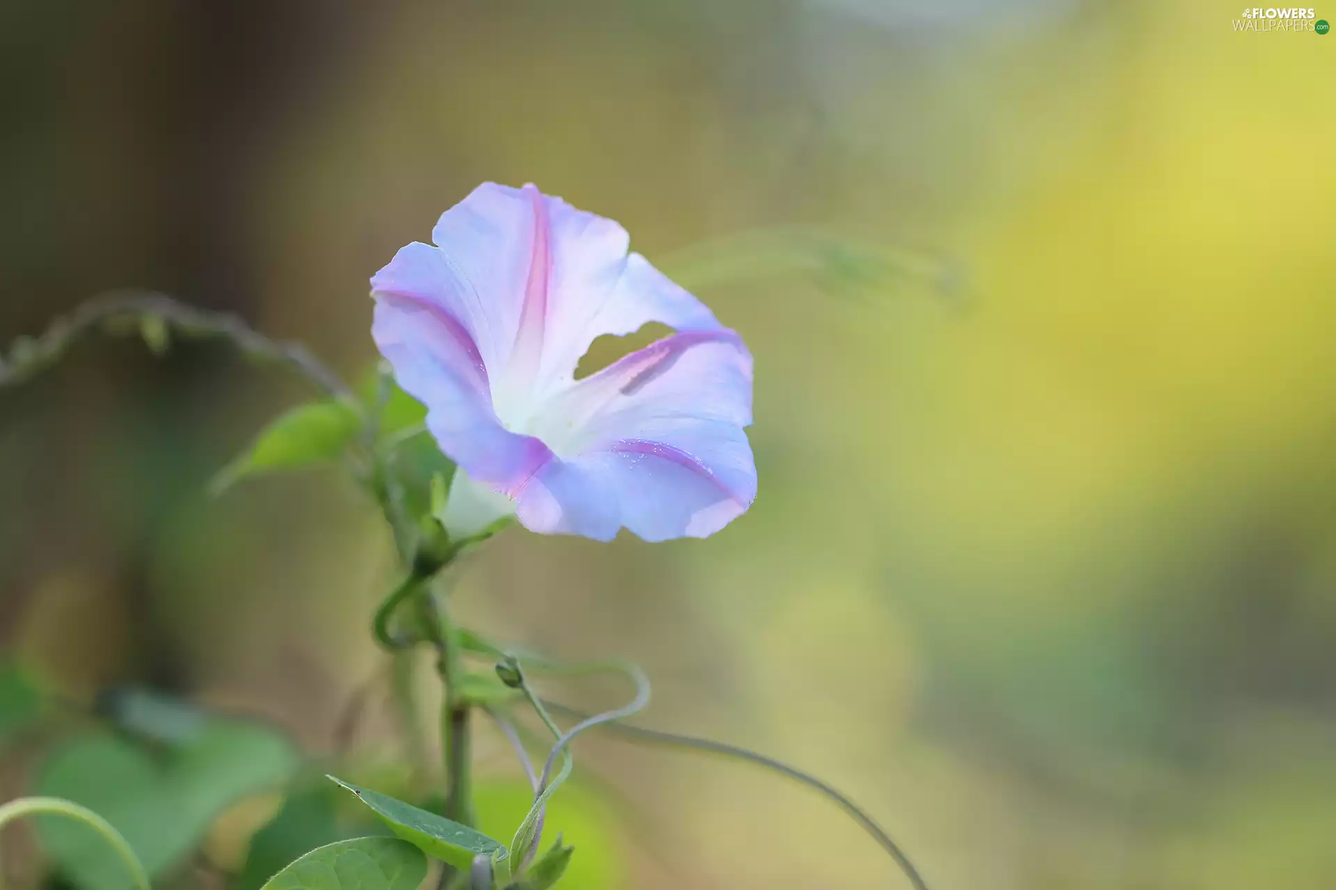 Colourfull Flowers, bindweed, developed