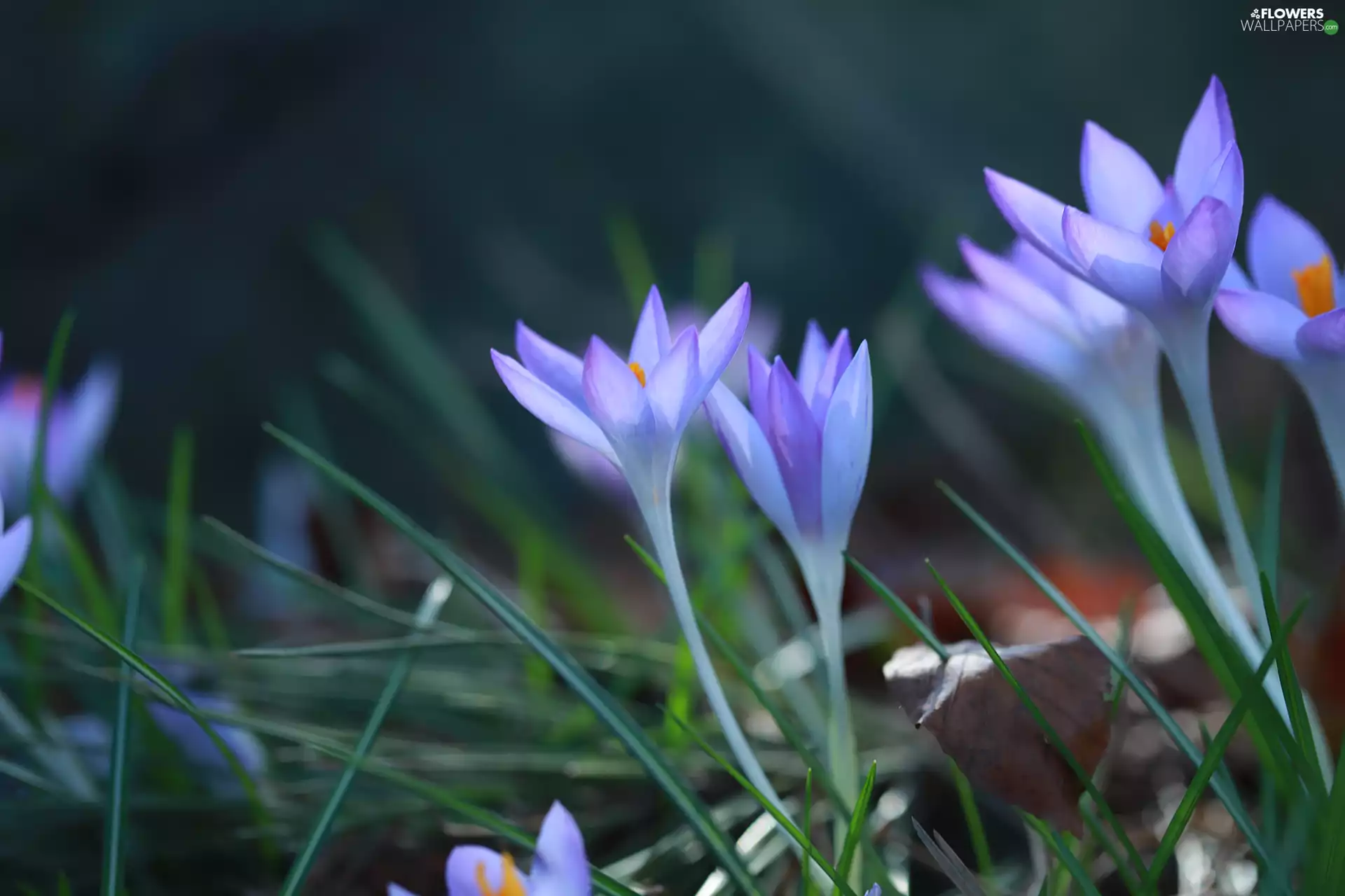 crocuses, Flowers, purple, developed
